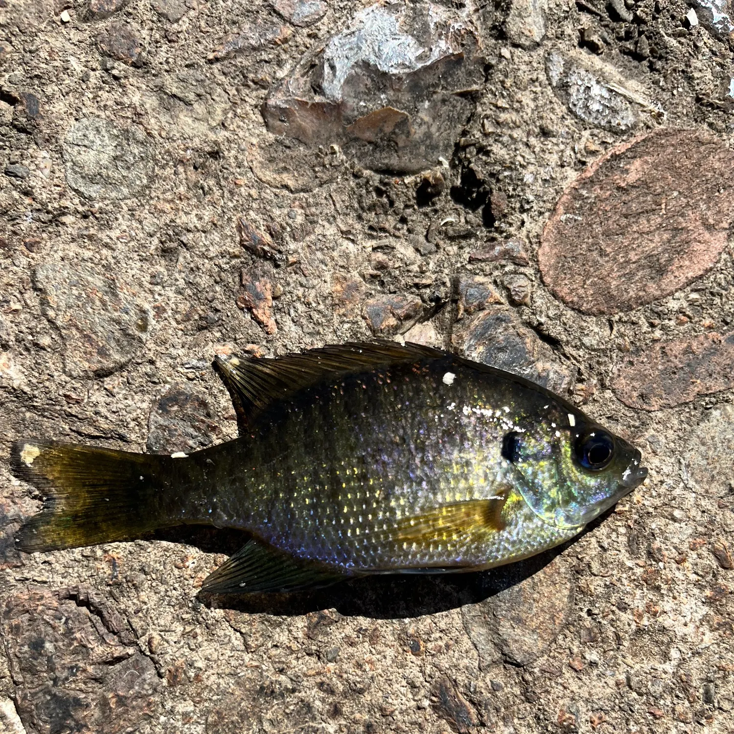 Bluegill caught on Fishbrain