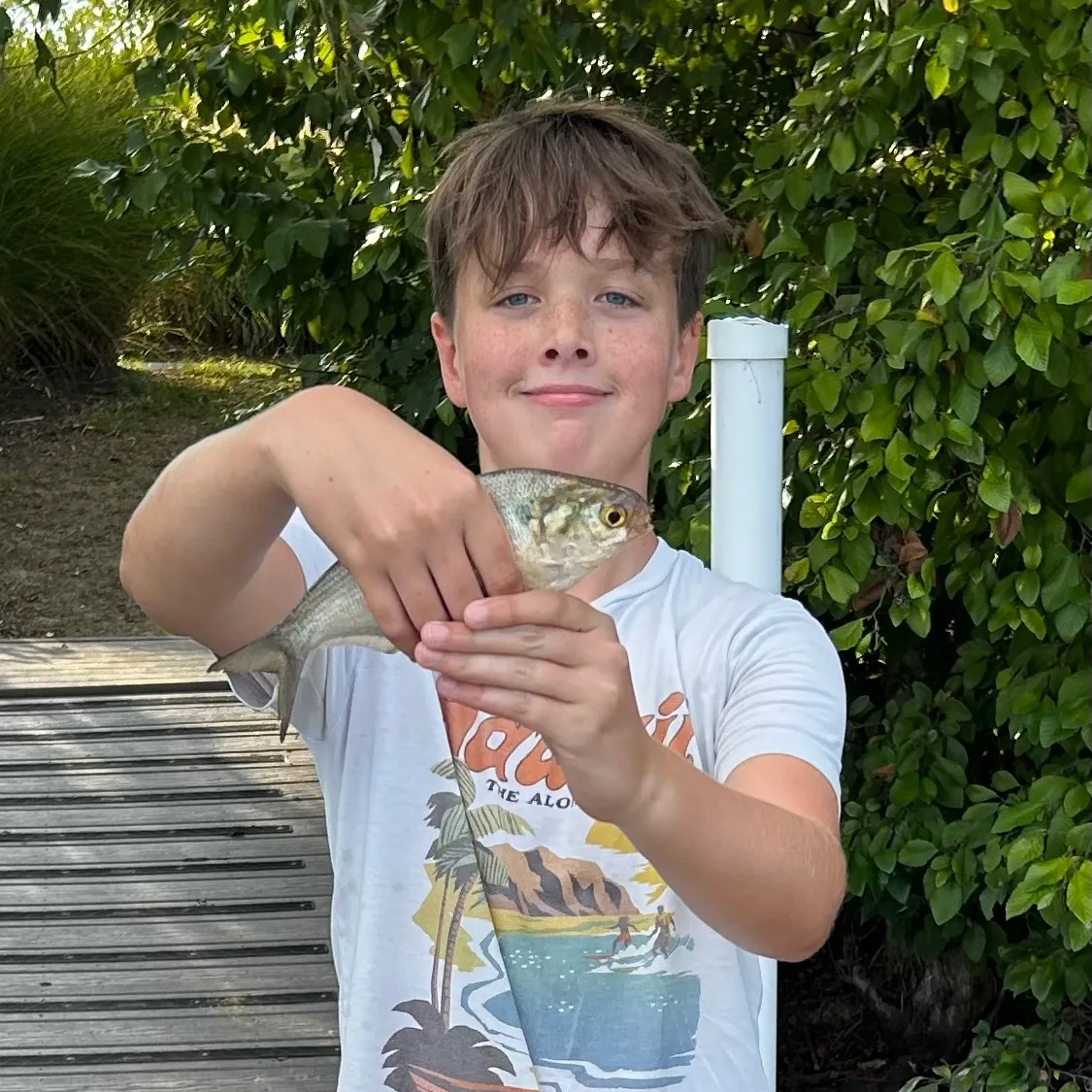 The most recent Dotted gizzard shad catches on Fishbrain