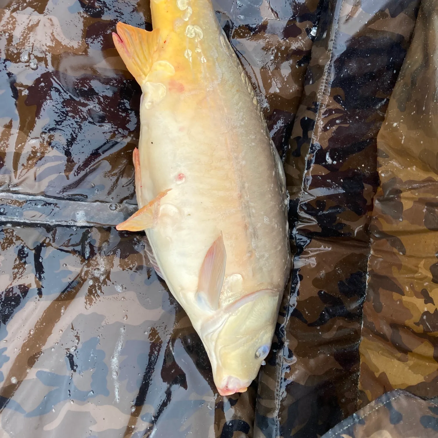 Leather carp caught on Fishbrain