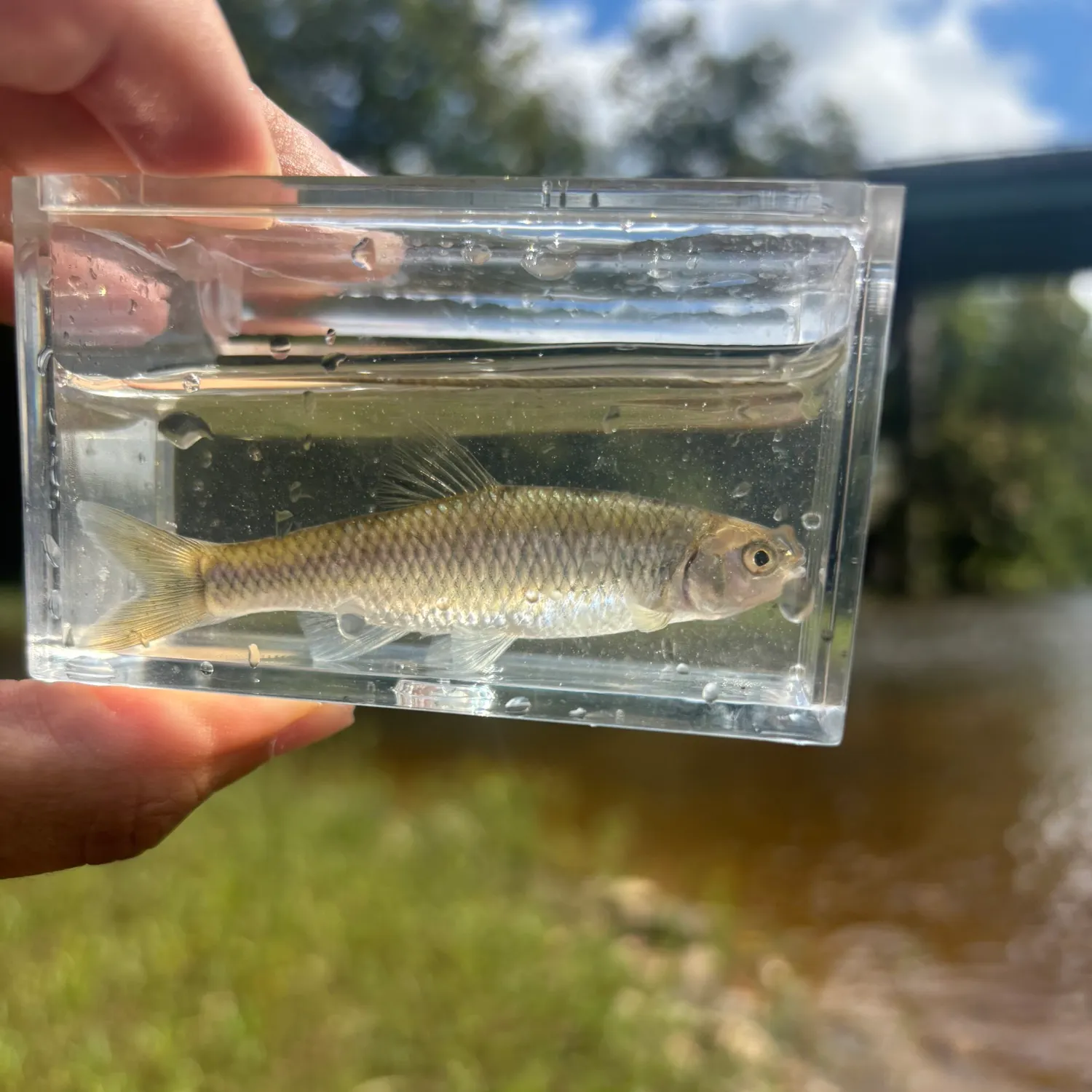 The most recent Spotfin shiner catches on Fishbrain