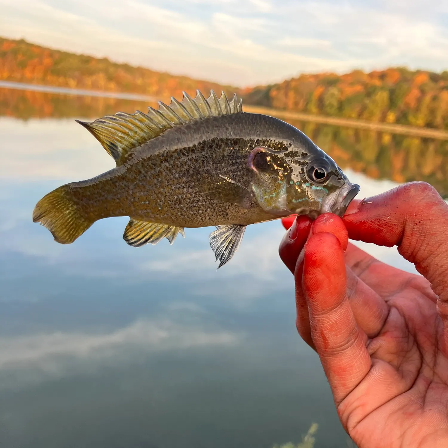 Green sunfish caught on Fishbrain