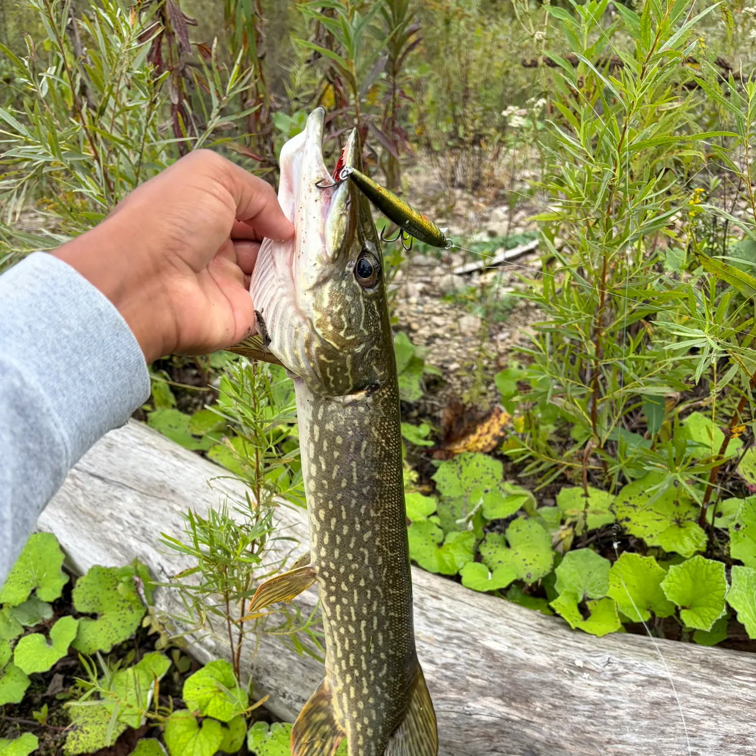 Northern pike caught on Fishbrain