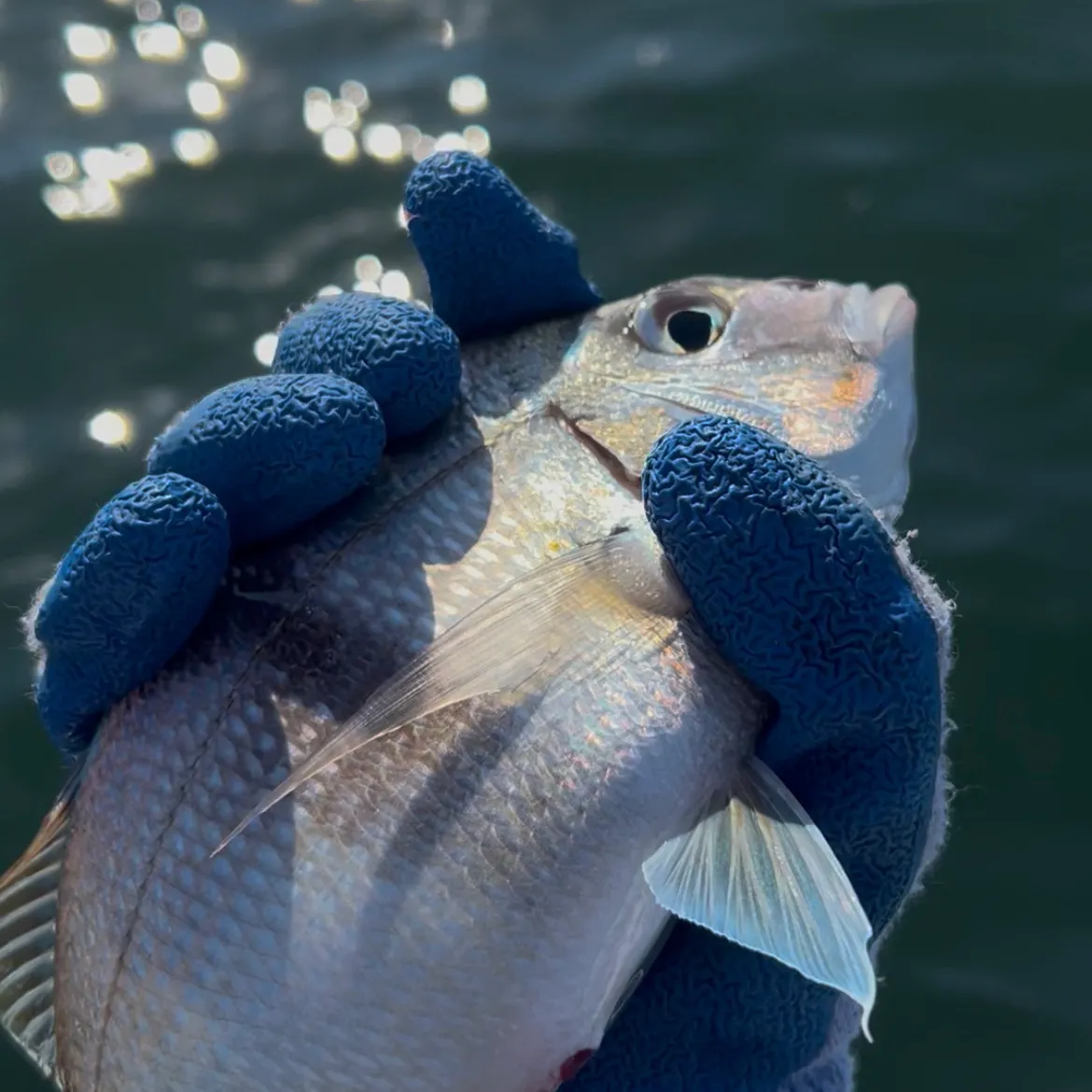 Scup caught on Fishbrain