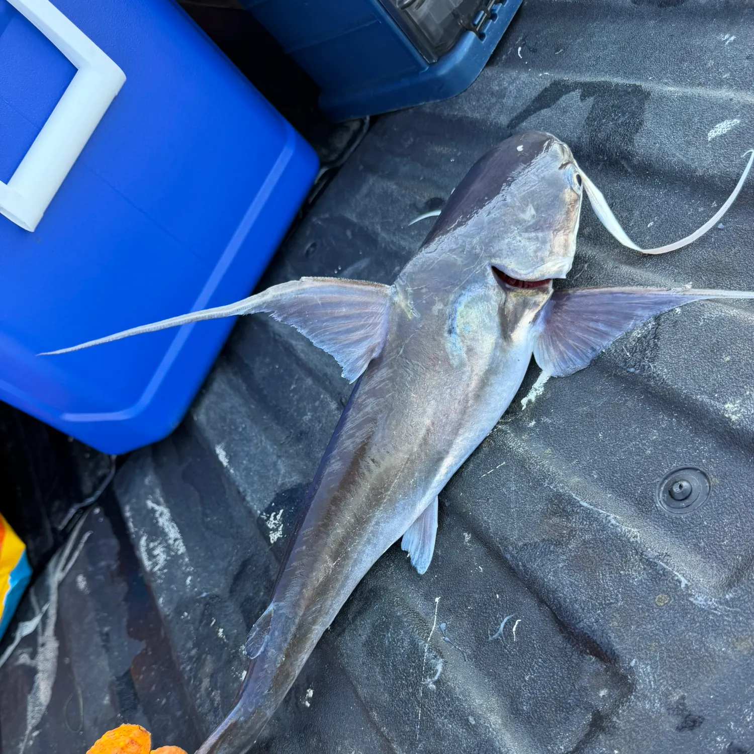 Gafftopsail sea catfish caught on Fishbrain