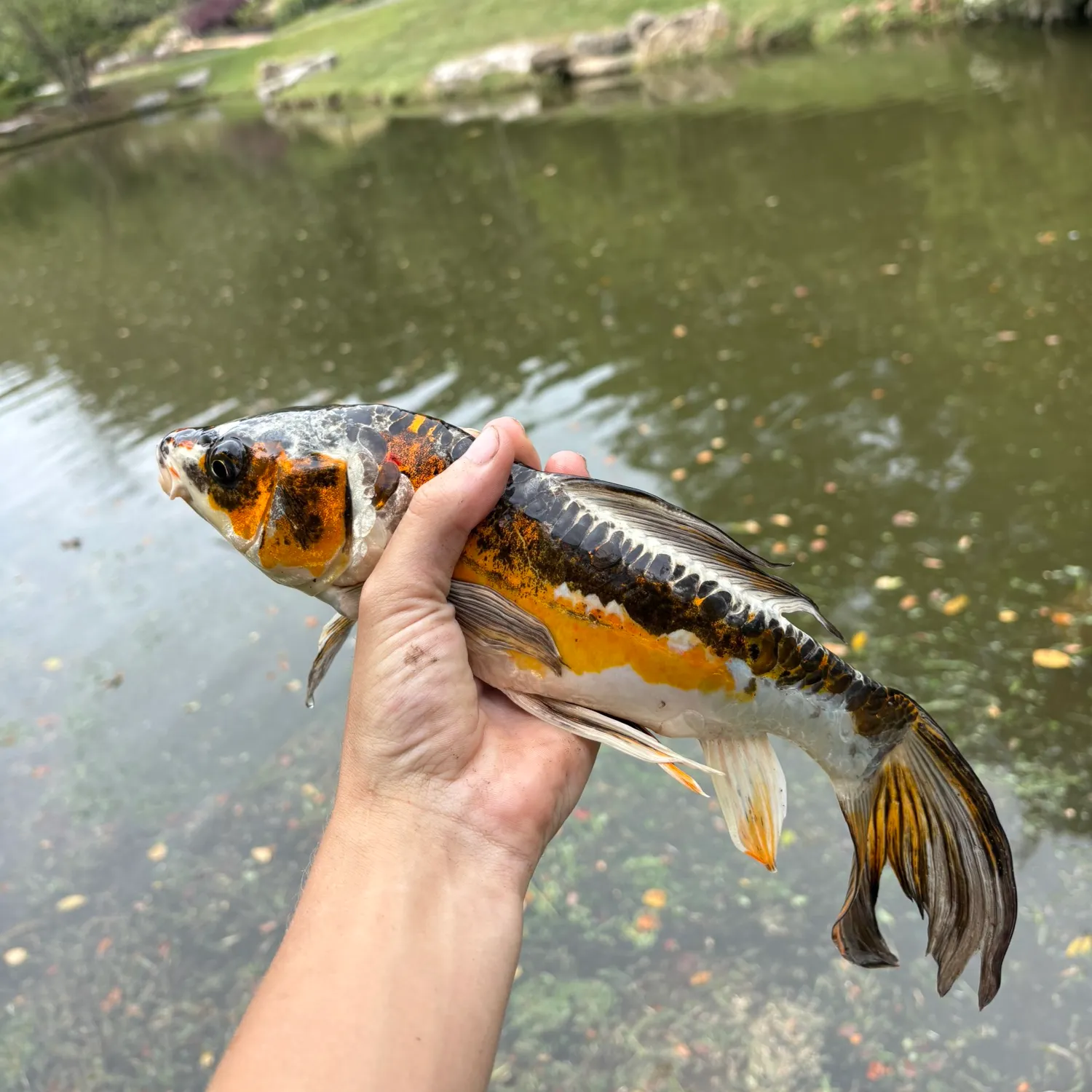 Koi carp caught on Fishbrain