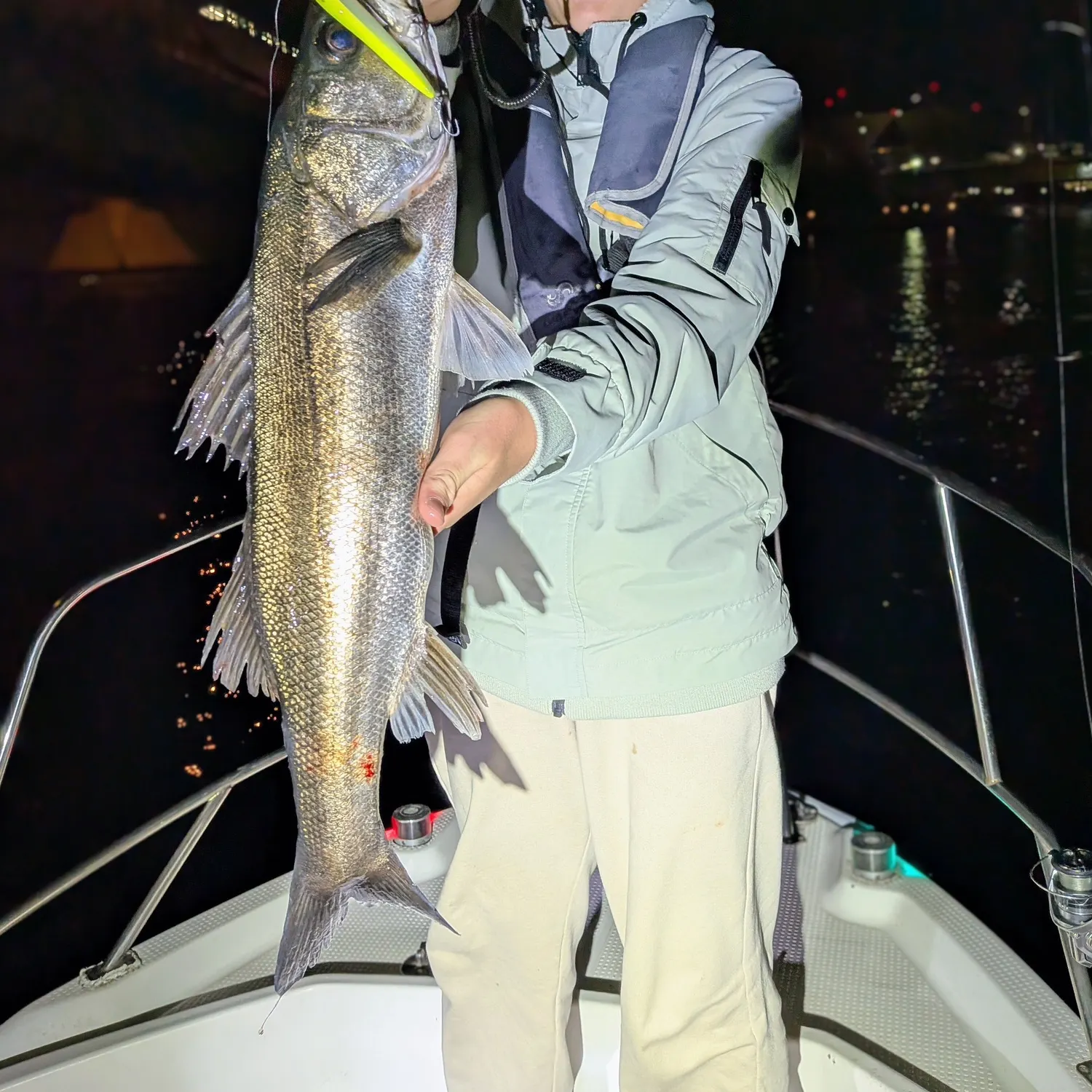 The most recent Japanese seabass catches on Fishbrain