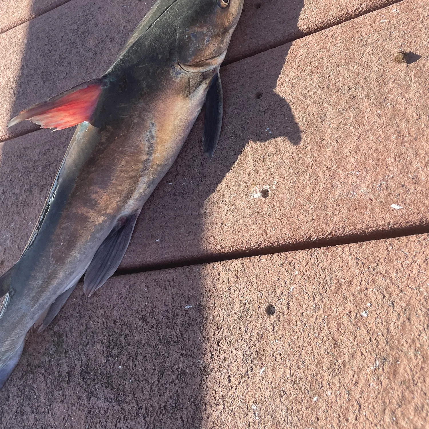 The most recent Gafftopsail sea catfish catches on Fishbrain