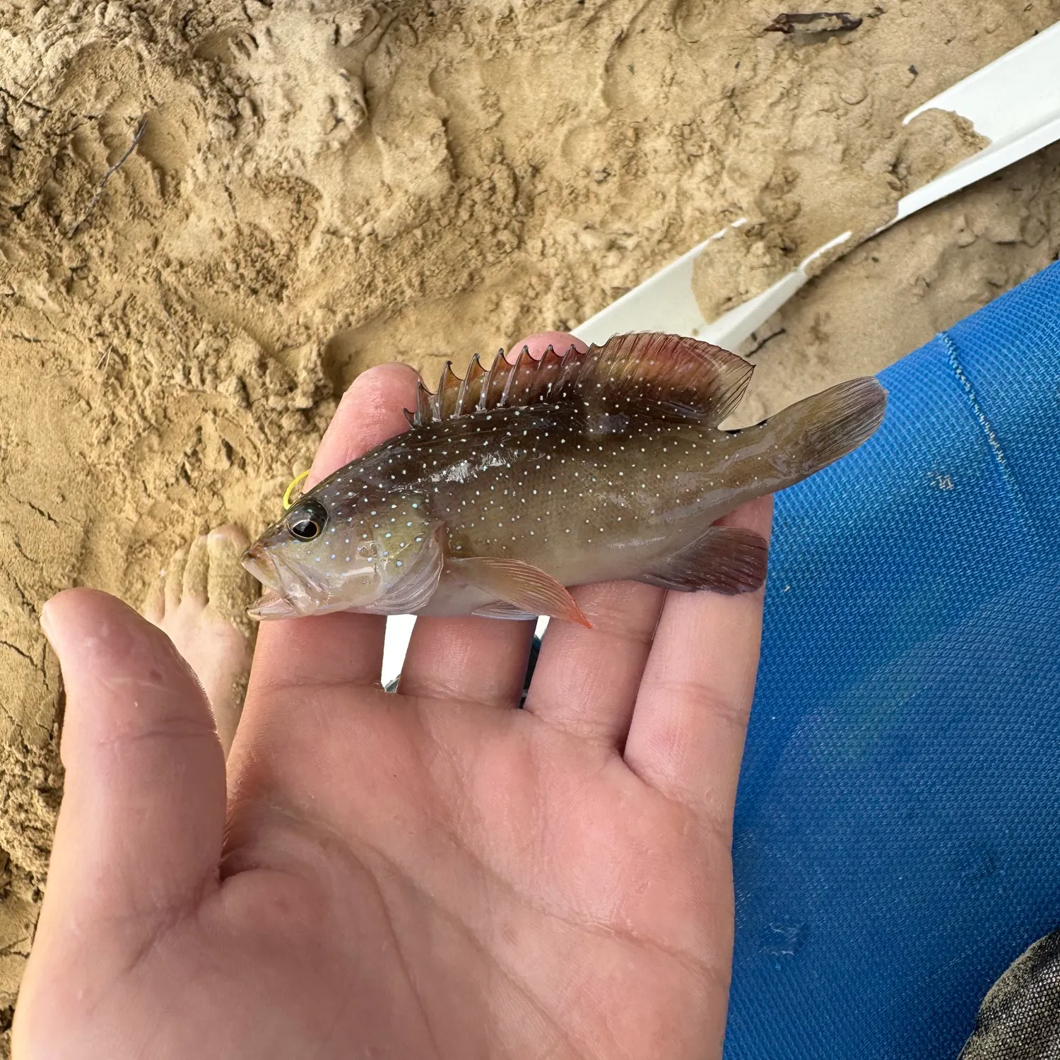 The most recent Coney grouper catches on Fishbrain