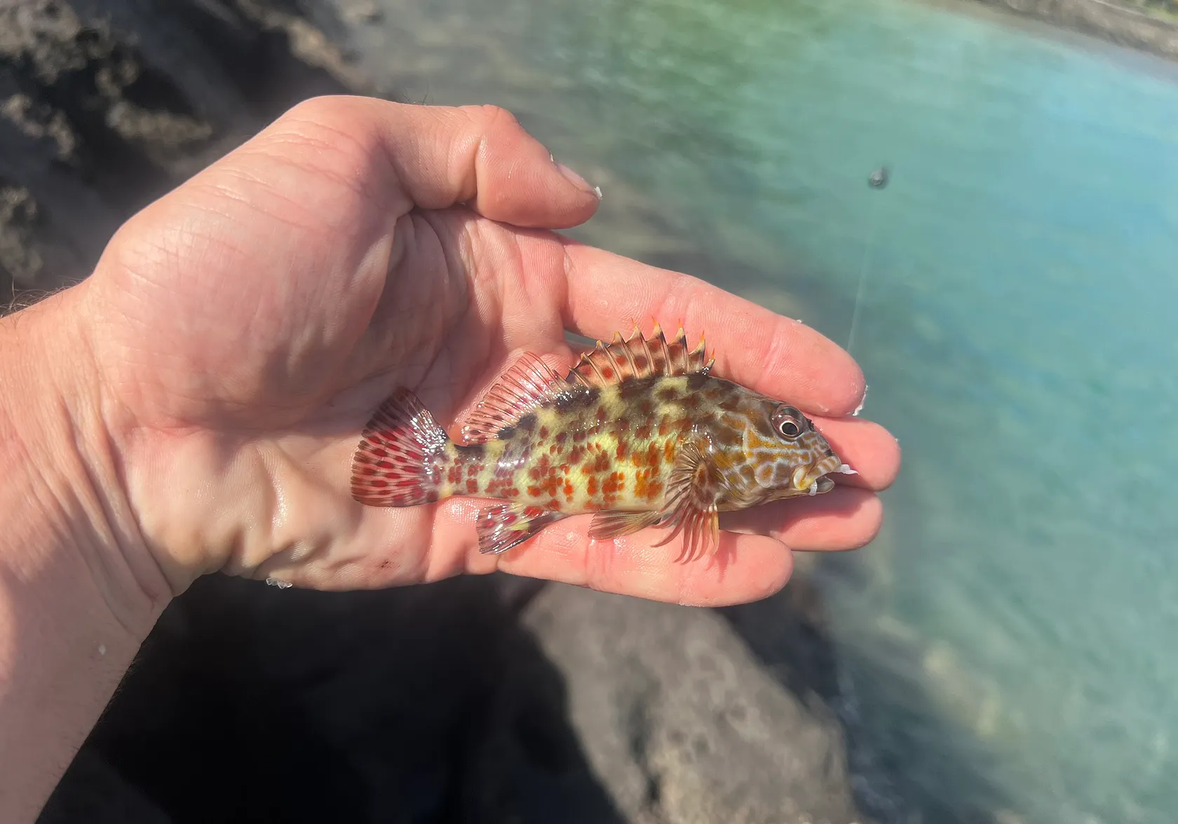 Stocky hawkfish