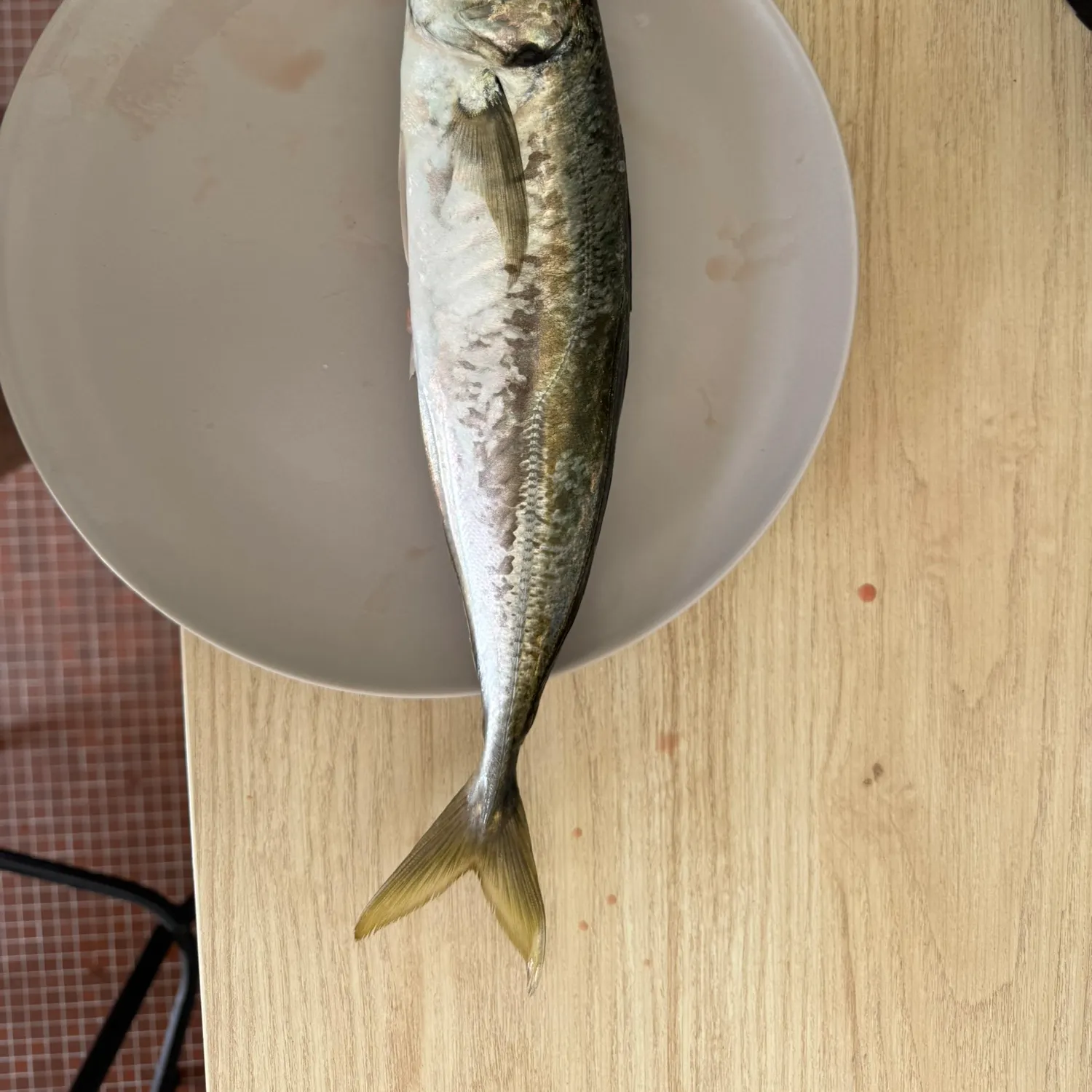 The most recent Atlantic horse mackerel catches on Fishbrain