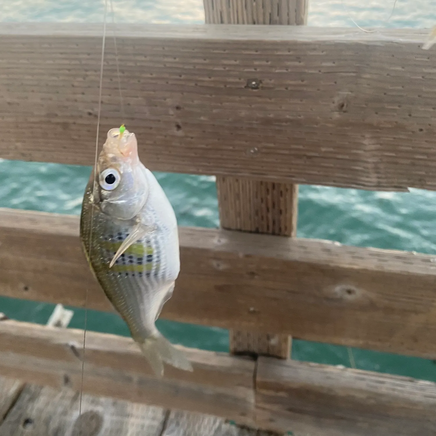 The most recent White seaperch catches on Fishbrain