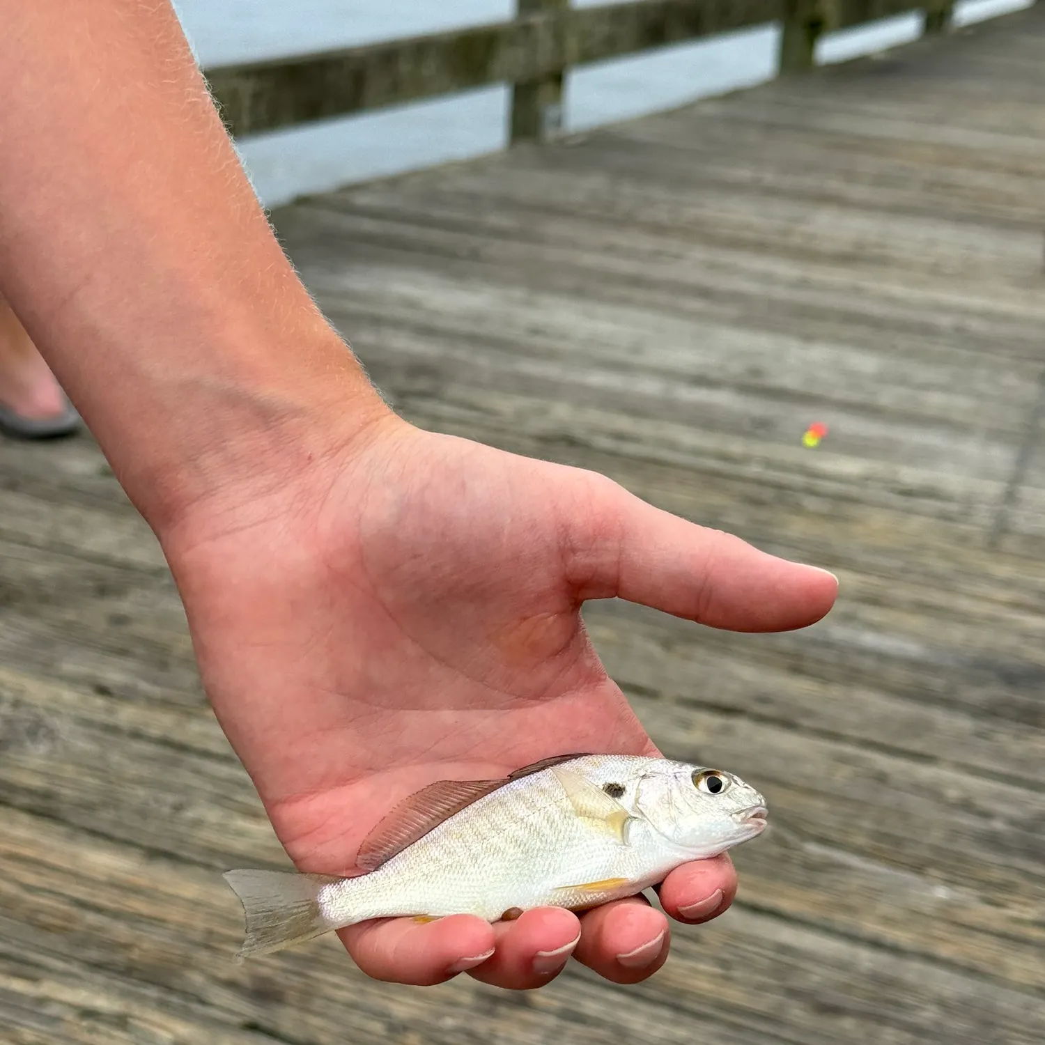 The most recent Spot croaker catches on Fishbrain