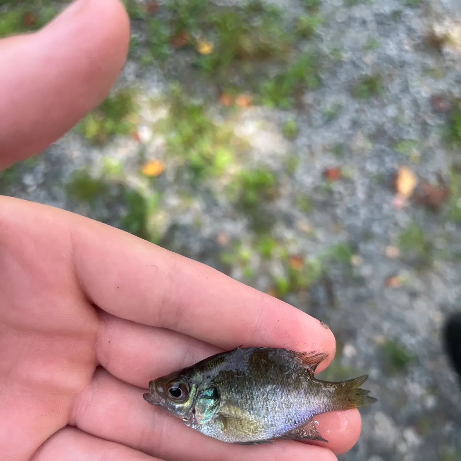 Bluegill caught on Fishbrain