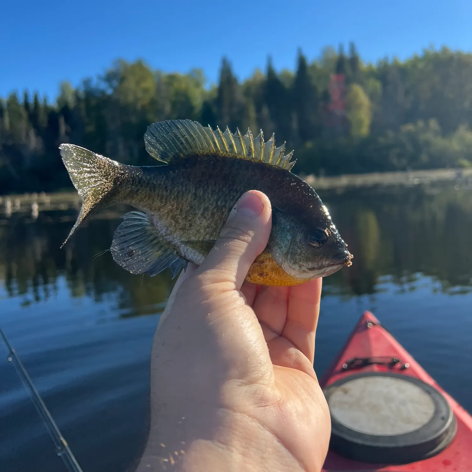 Bluegill caught on Fishbrain