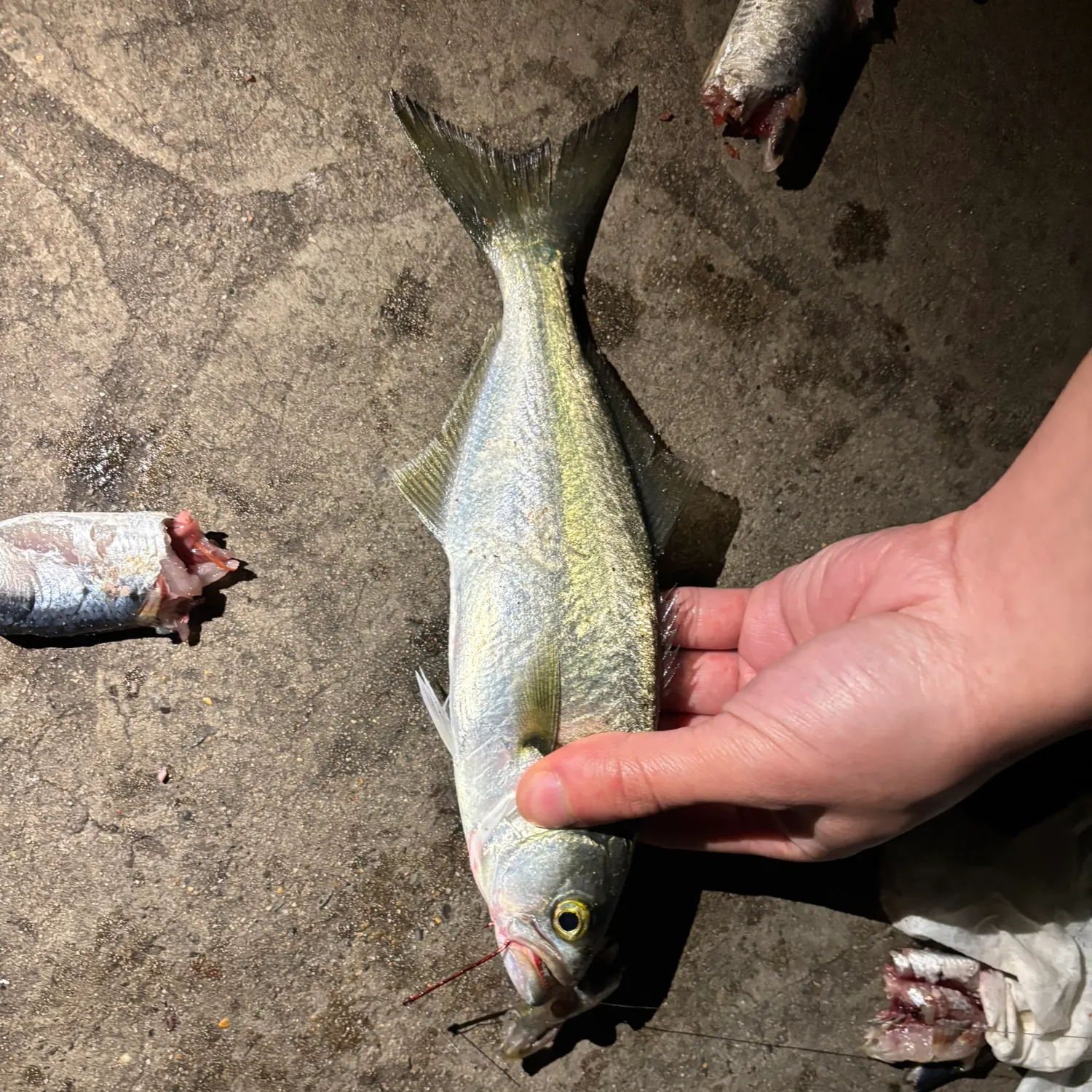 Bluefish caught on Fishbrain