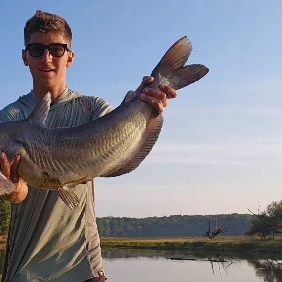 Blue catfish caught on Fishbrain