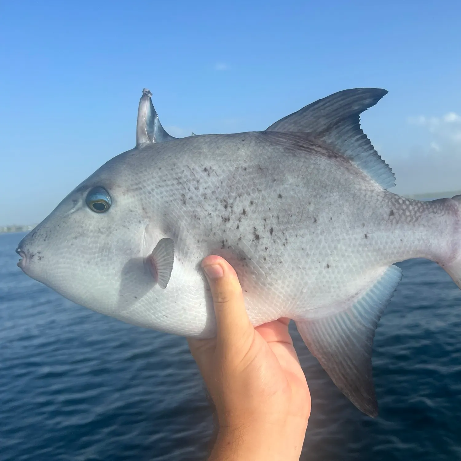 The most recent Rough triggerfish catches on Fishbrain