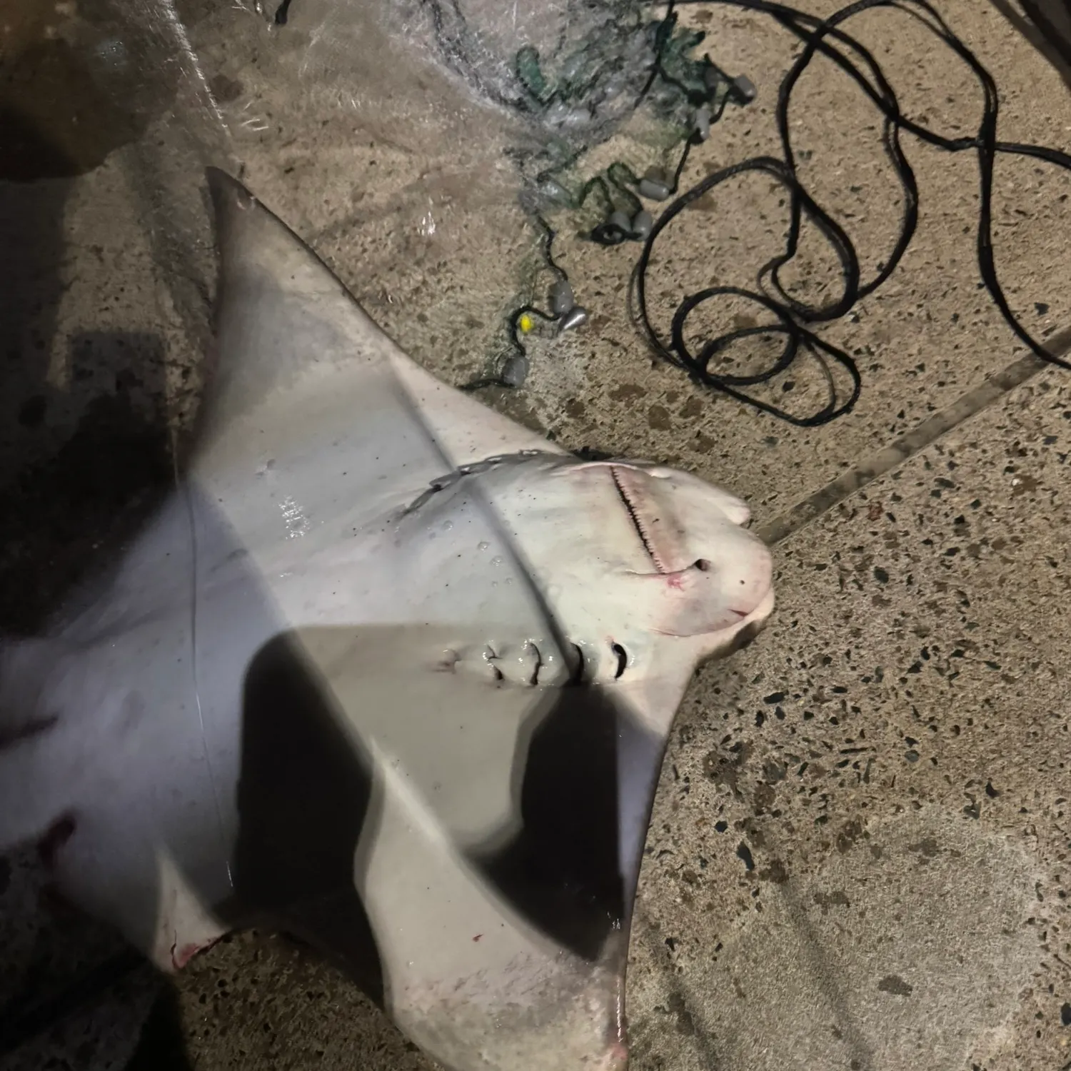 Bat eagle ray caught on Fishbrain