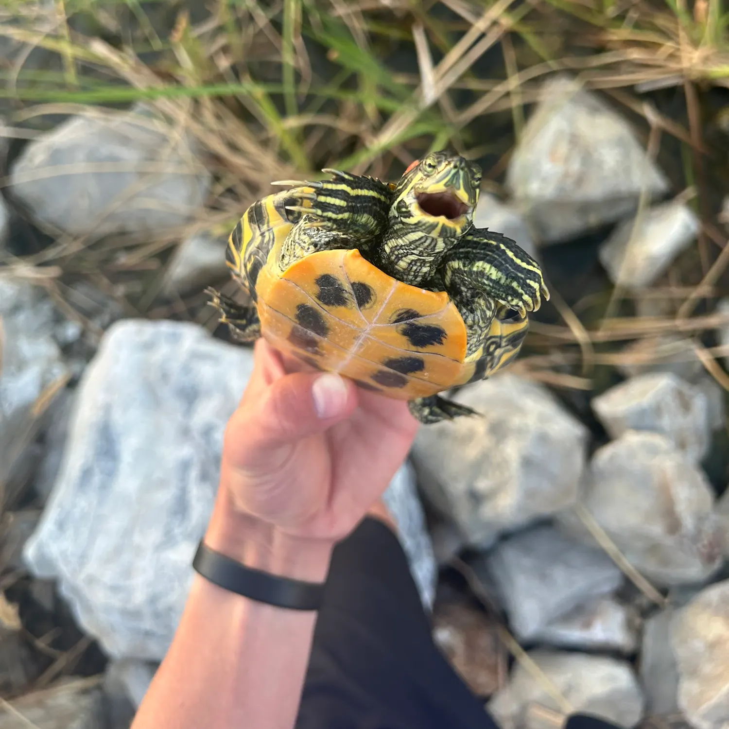 The most recent Pond slider turtle catches on Fishbrain