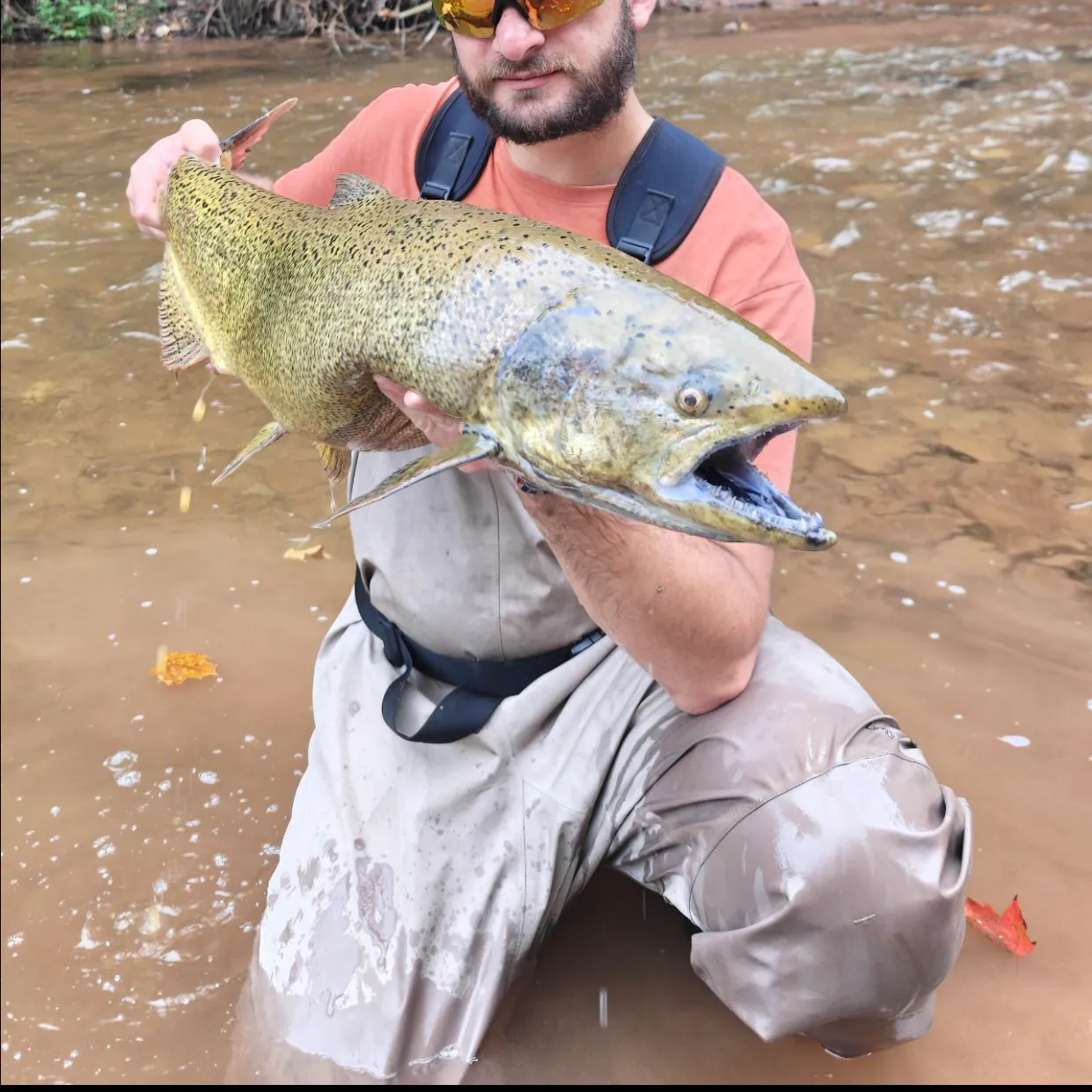 Chinook salmon caught on Fishbrain
