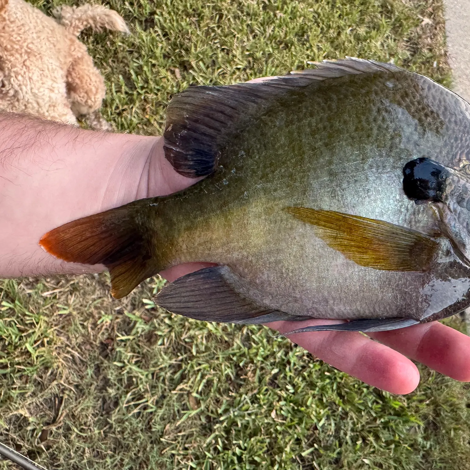 Bluegill caught on Fishbrain