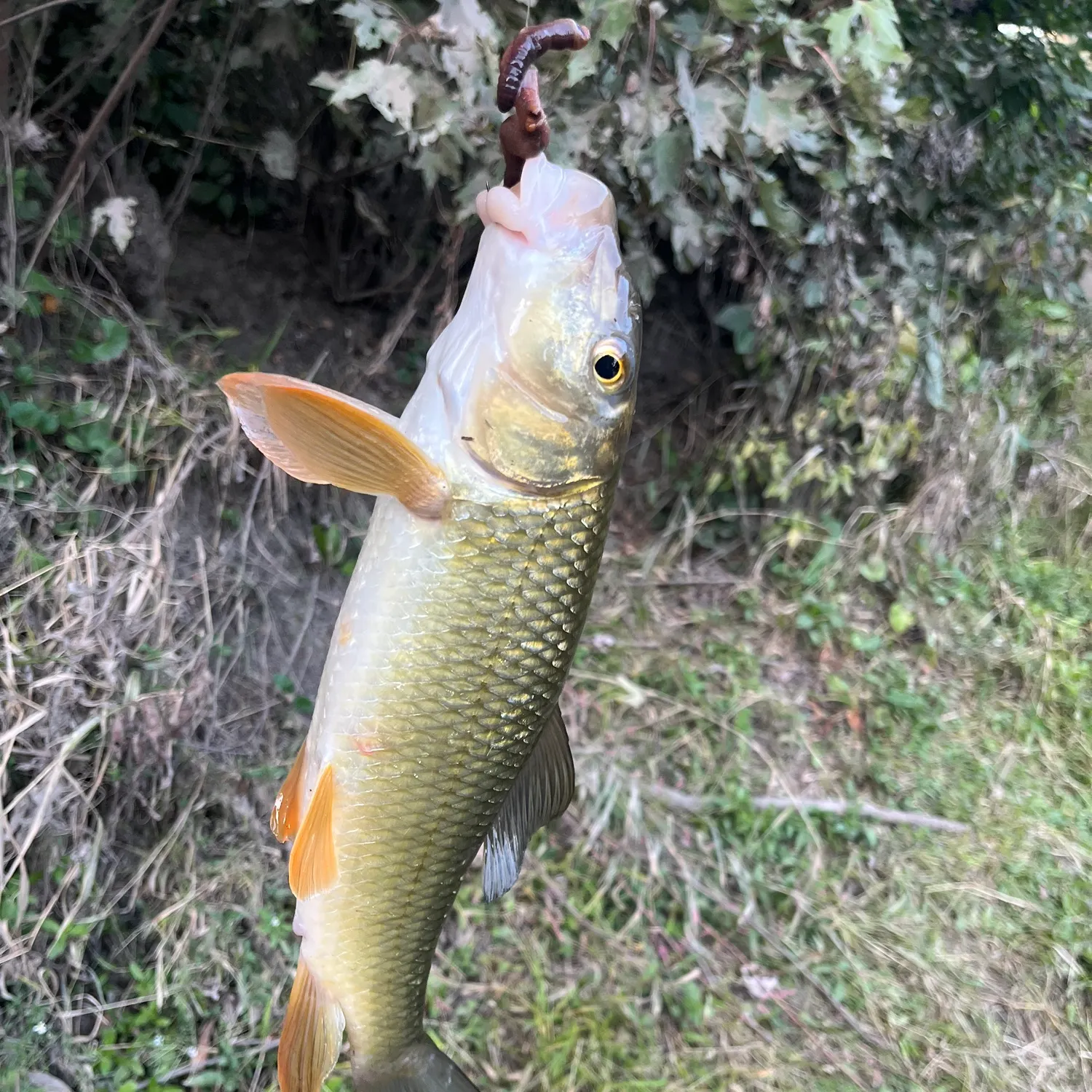 Fish caught on Fishbrain