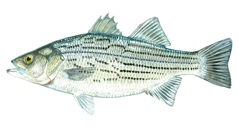 Hybrid striped bass