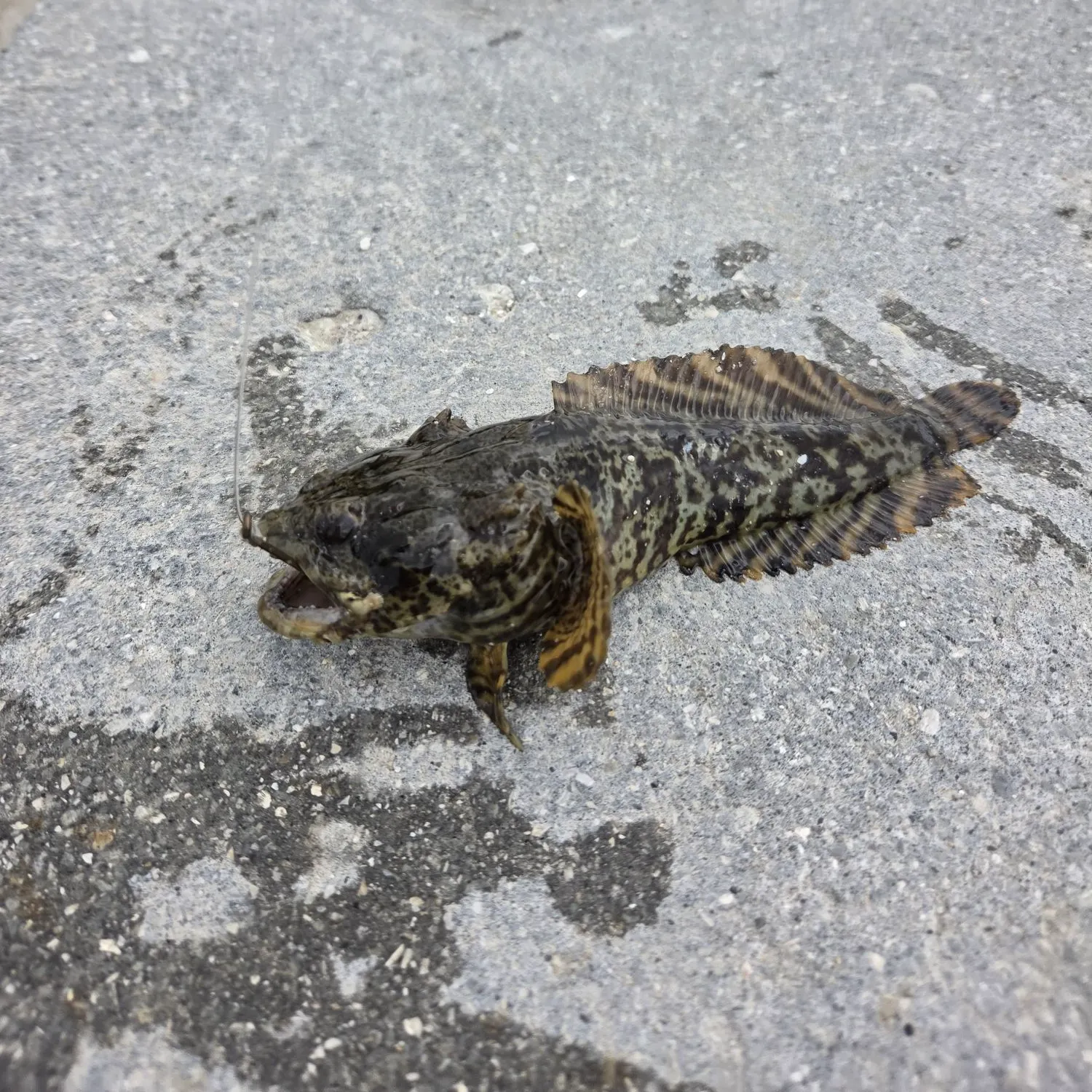 Oyster toadfish caught on Fishbrain
