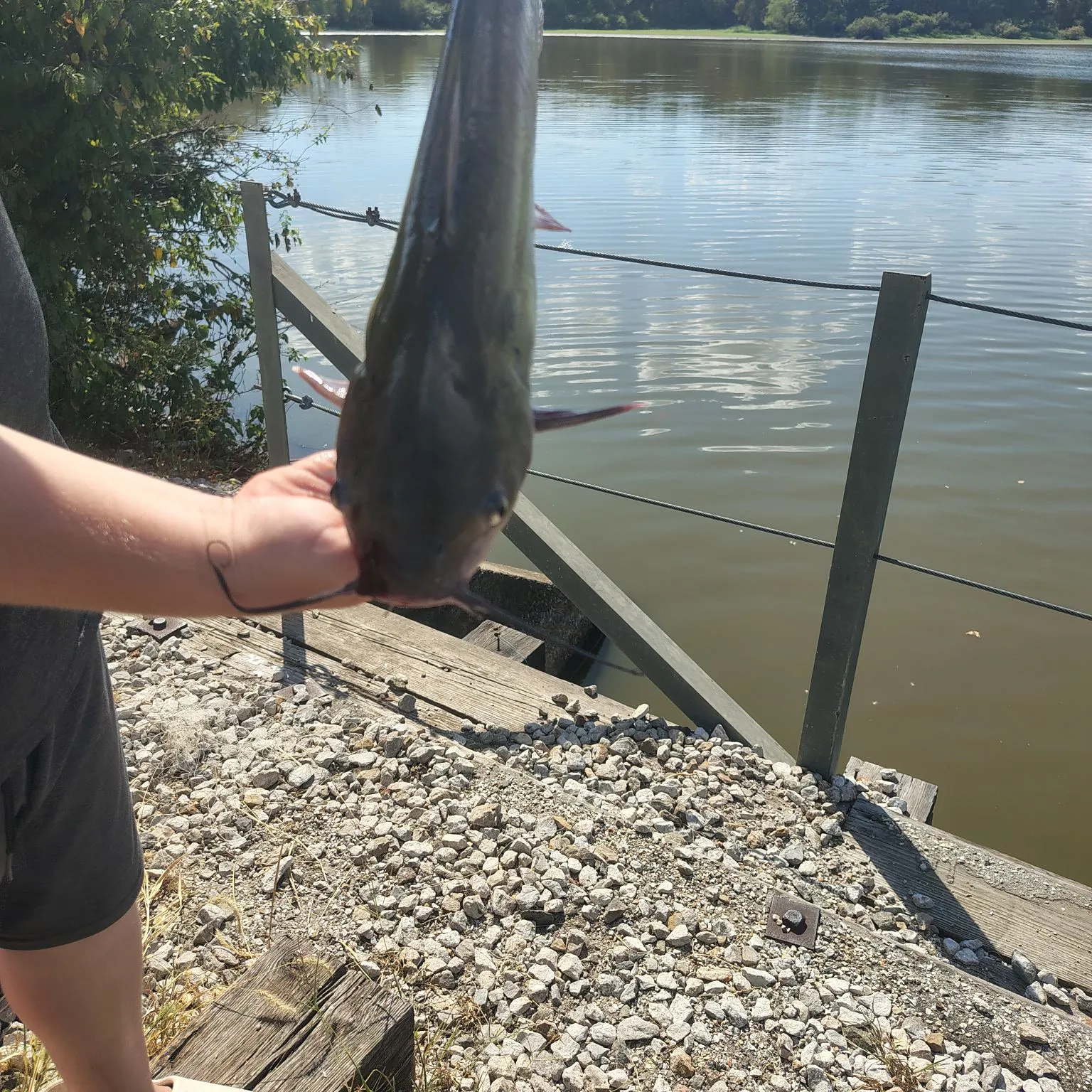 Channel catfish caught on Fishbrain