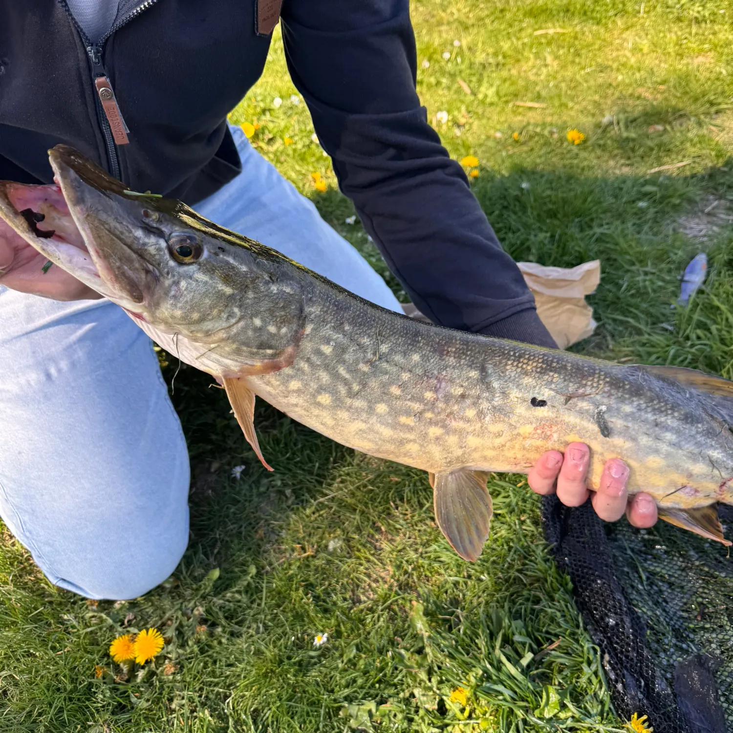 Northern pike caught on Fishbrain
