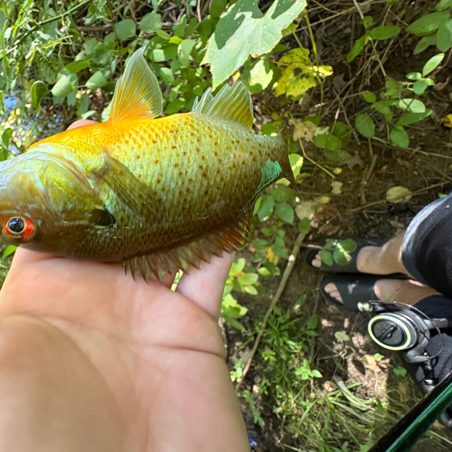 Redbreast sunfish caught on Fishbrain