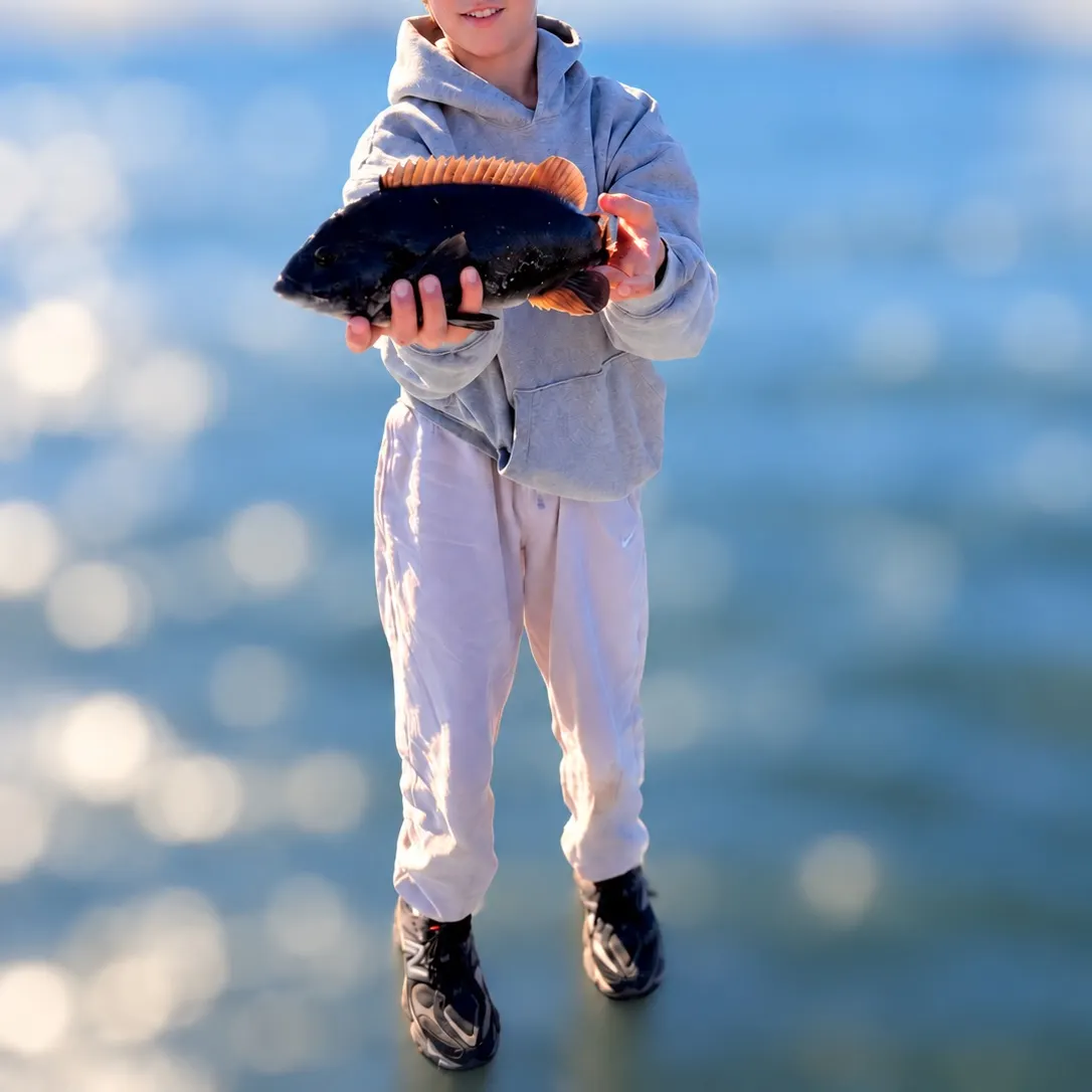 Tautog caught on Fishbrain