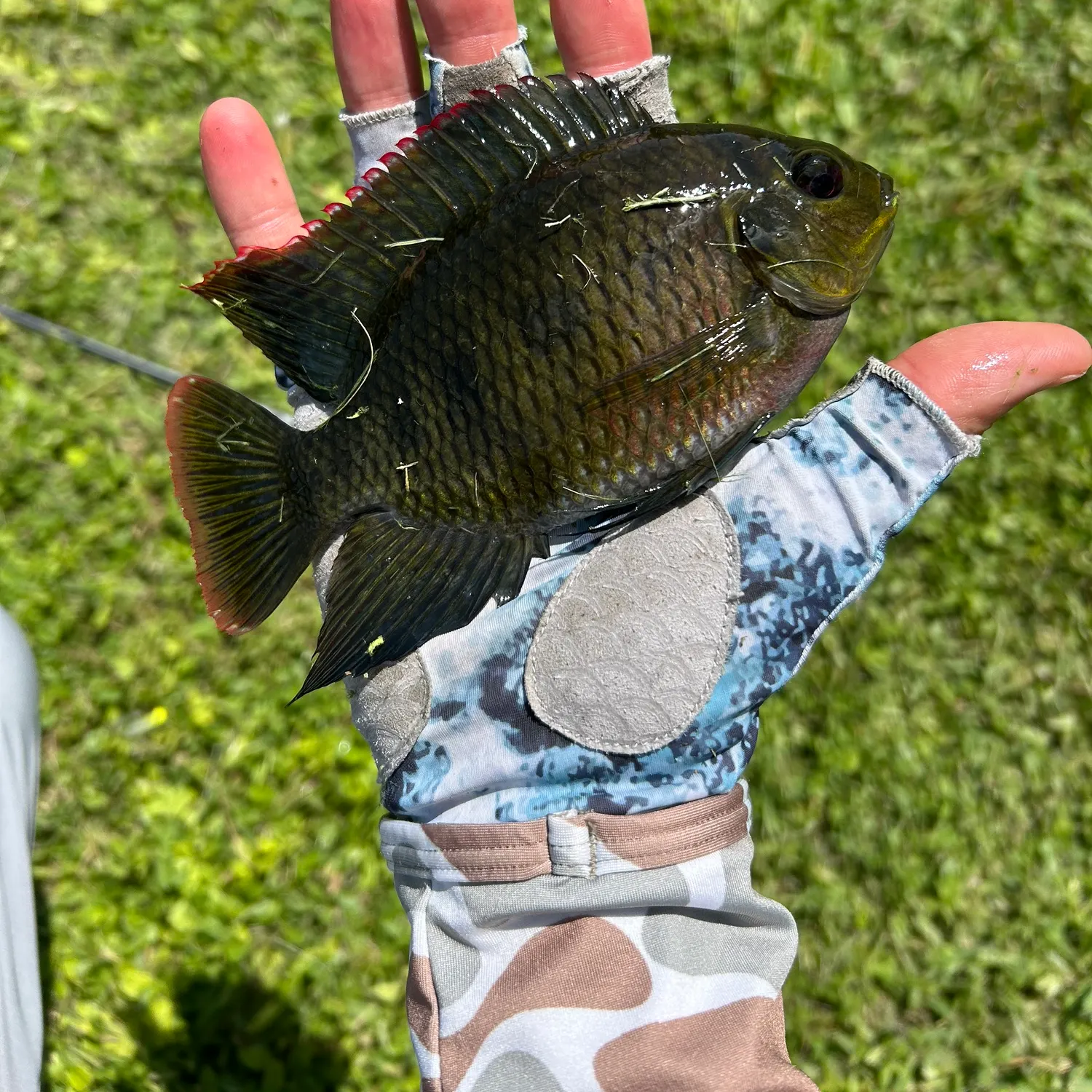 The most recent Chanchita catches on Fishbrain