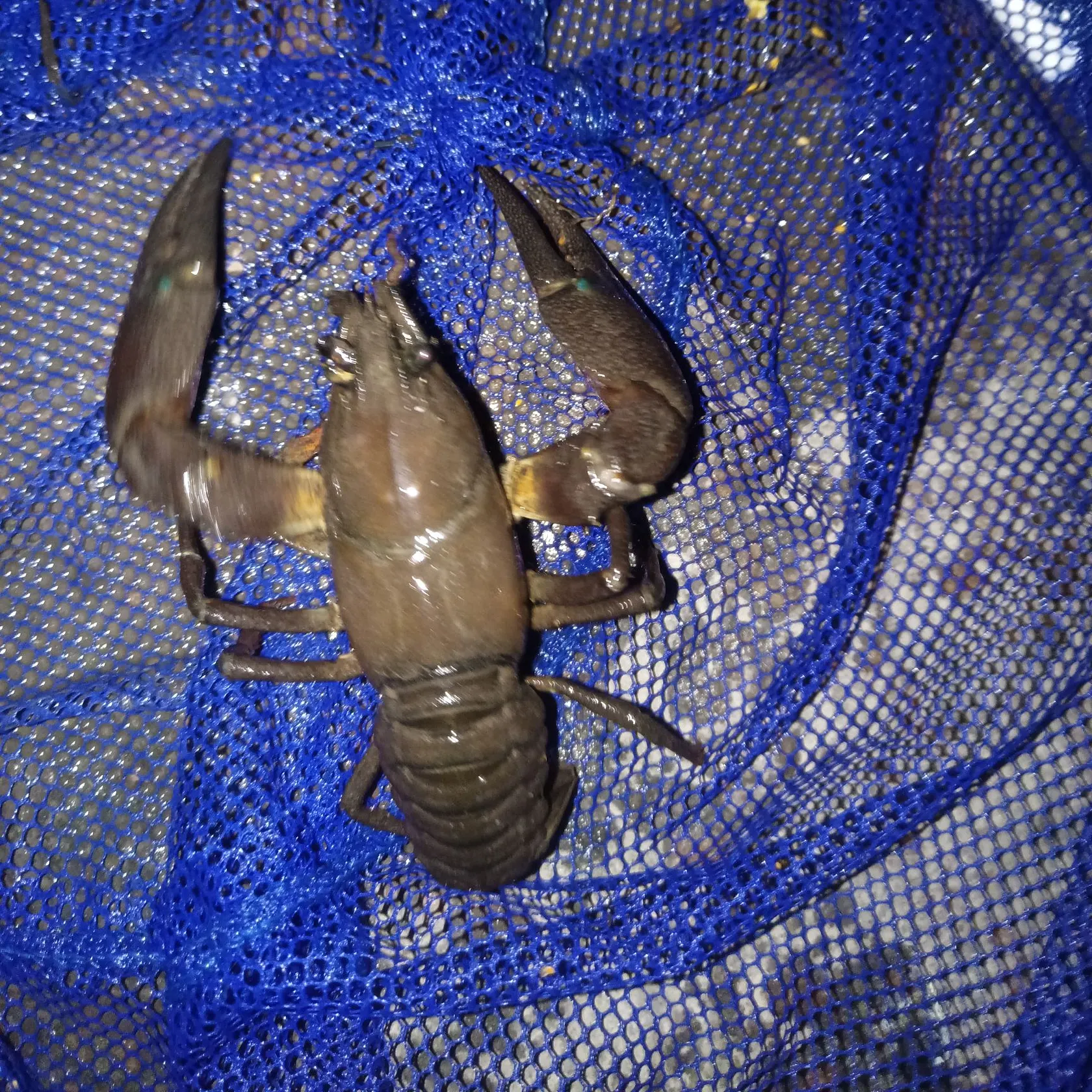 The most recent Signal crayfish catches on Fishbrain