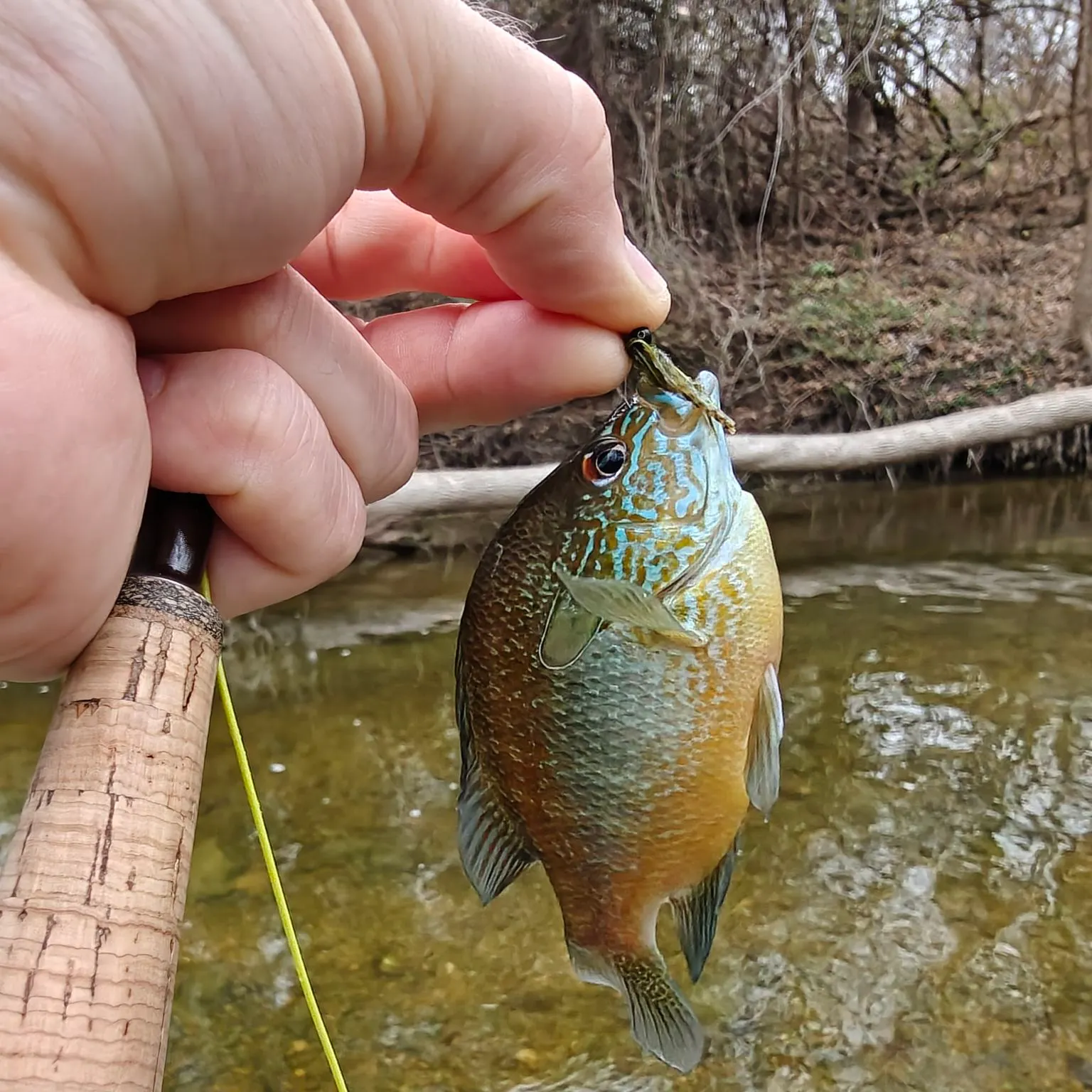 The most recent Longear sunfish catches on Fishbrain