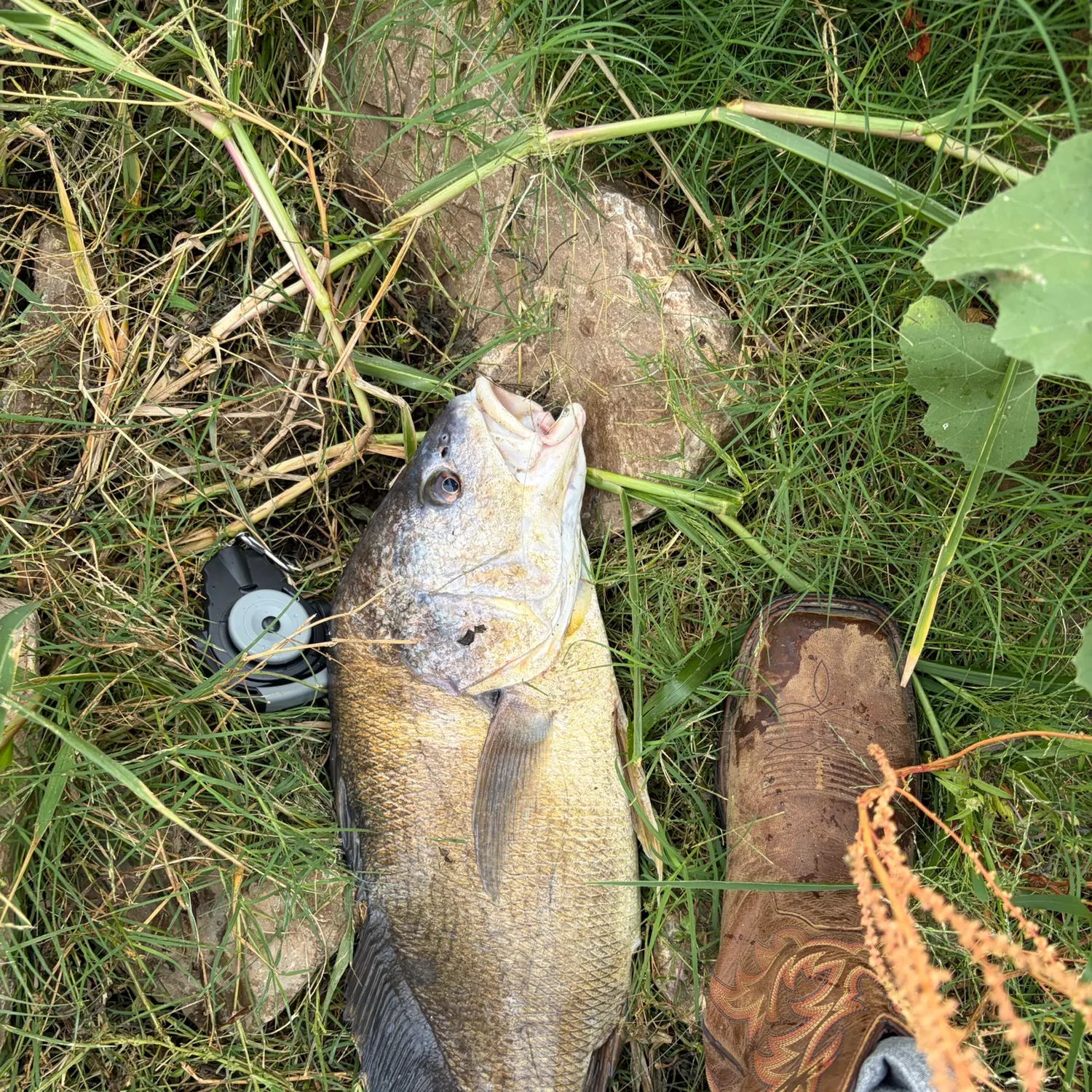 Fish caught on Fishbrain