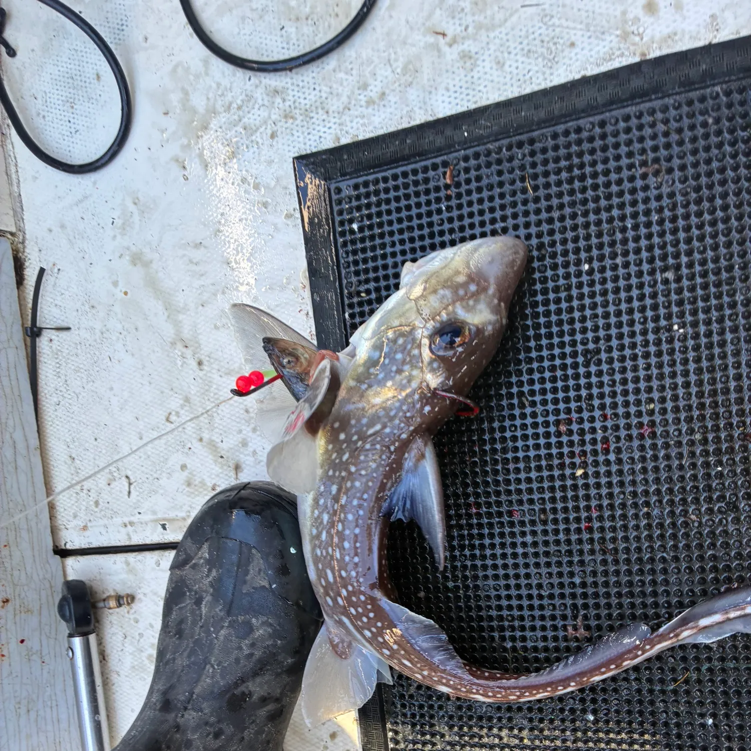 The most recent Spotted ratfish catches on Fishbrain