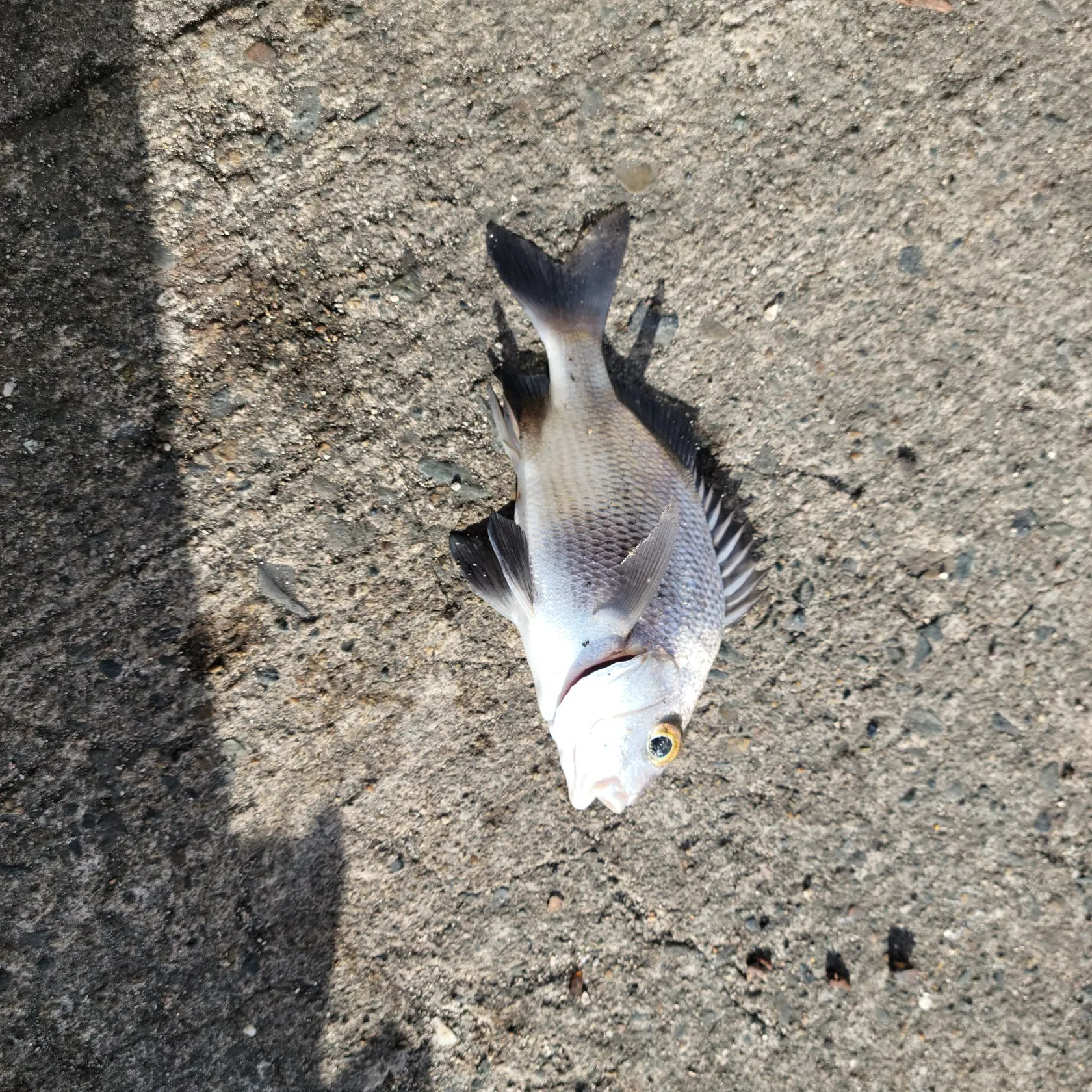 The most recent White margate catches on Fishbrain