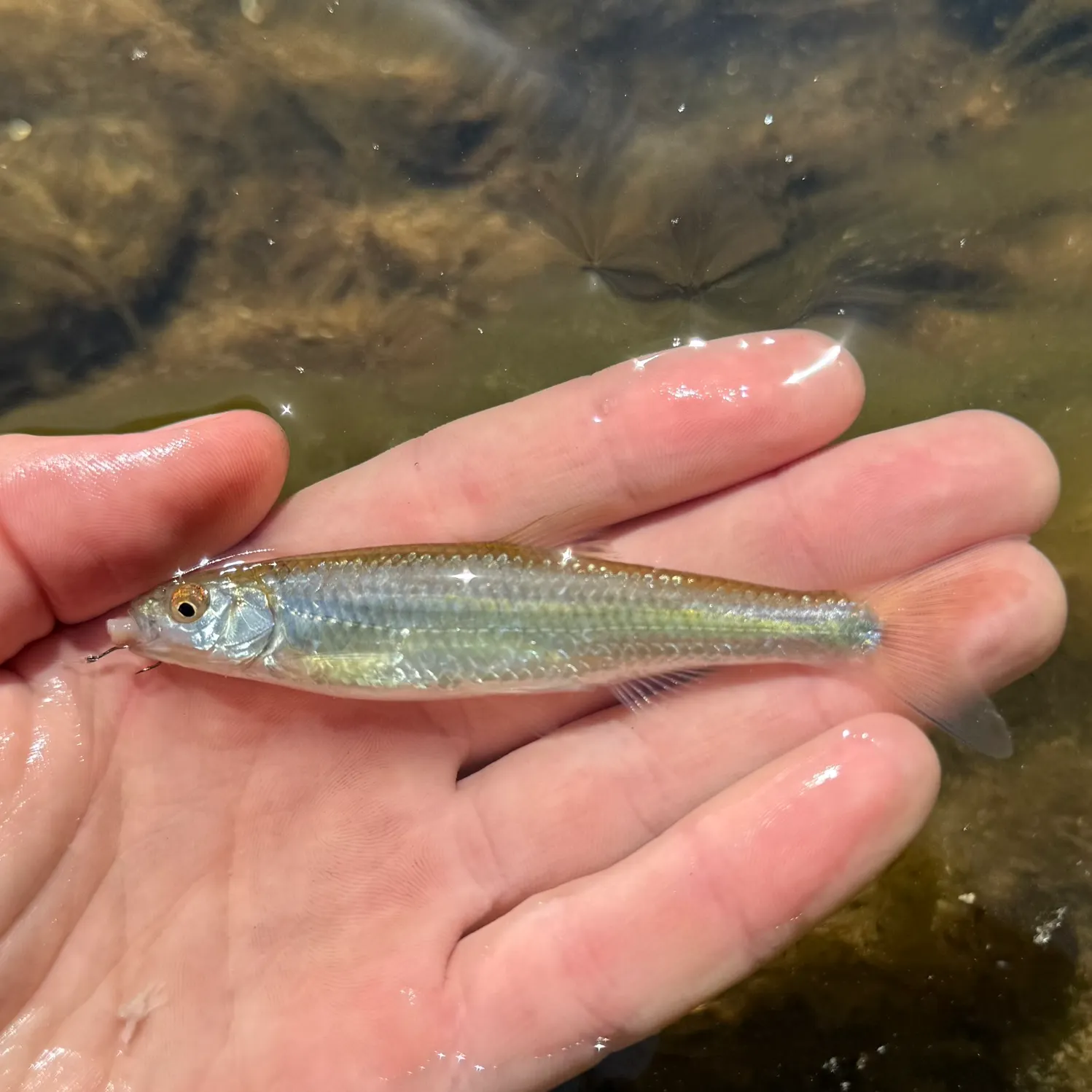The most recent Whitetail shiner catches on Fishbrain