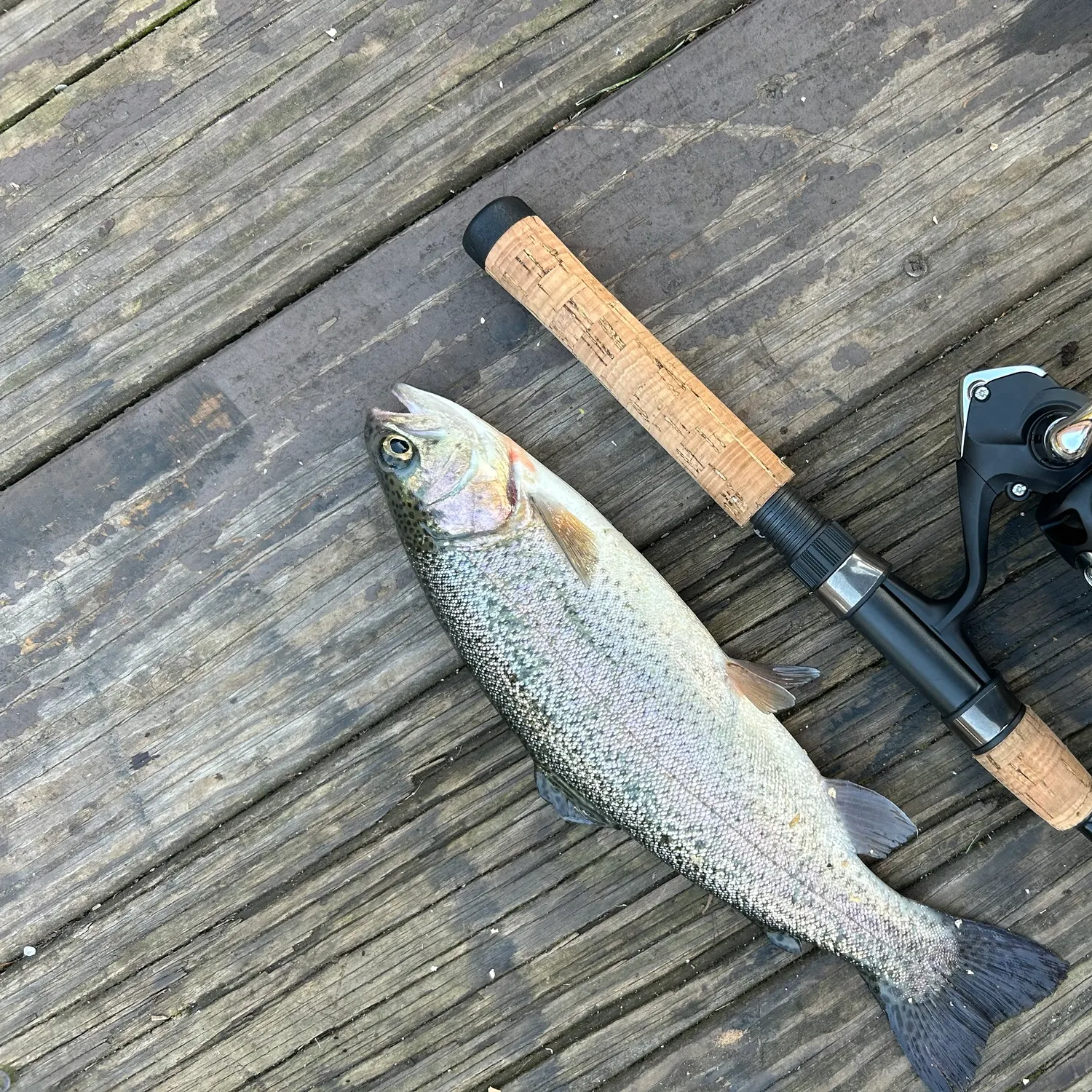 Rainbow trout caught on Fishbrain