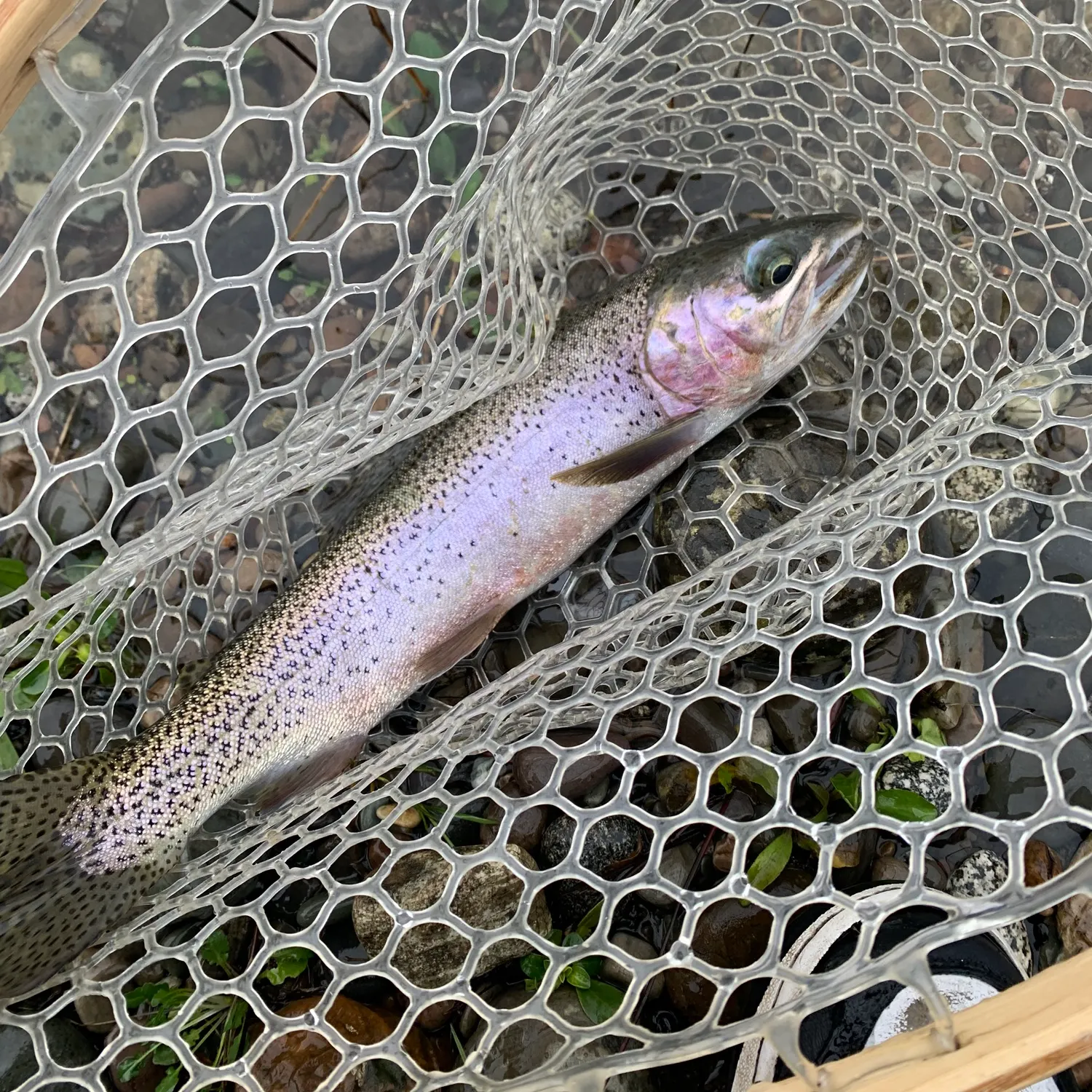 The most recent Cutthroat trout catches on Fishbrain