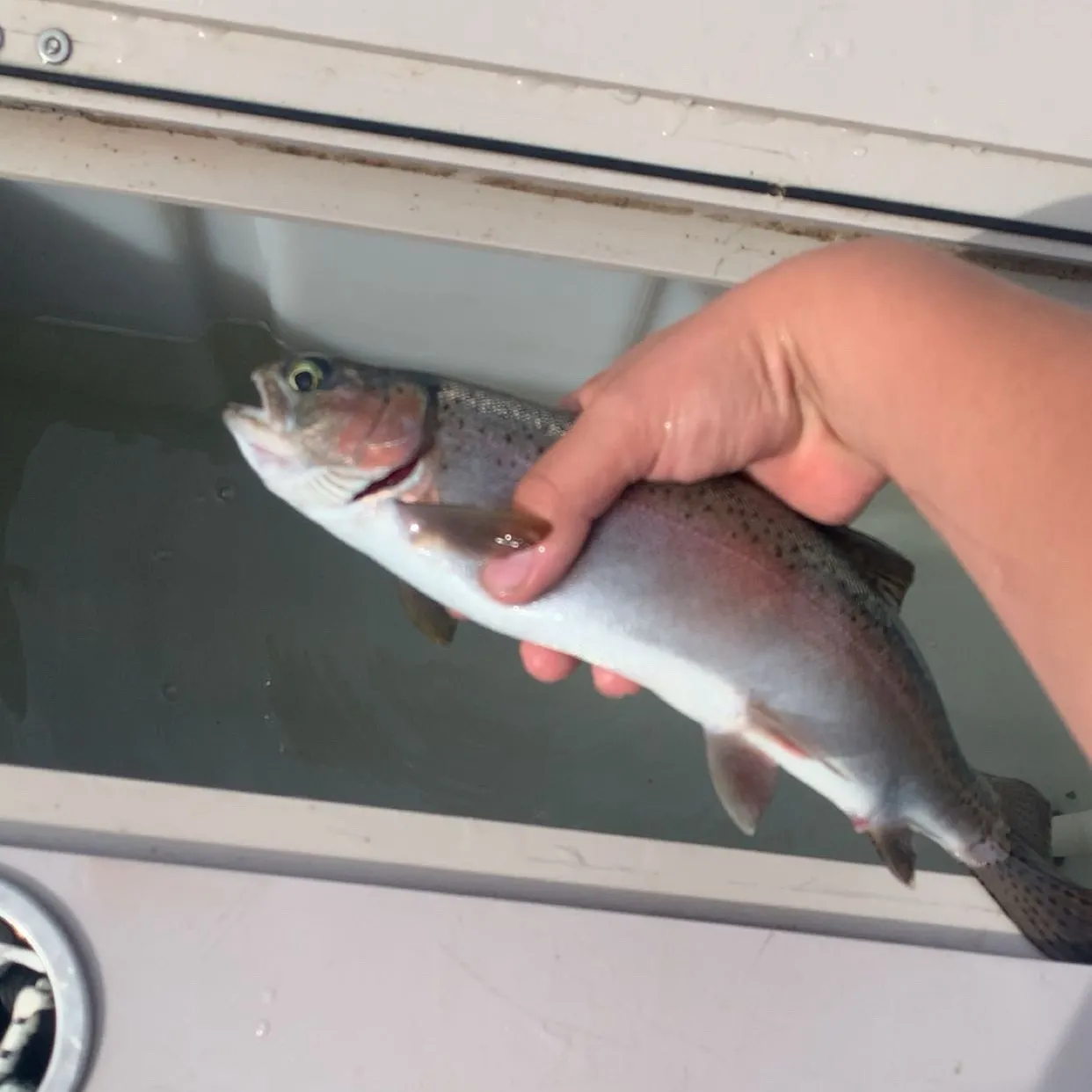 Kamloops trout caught on Fishbrain