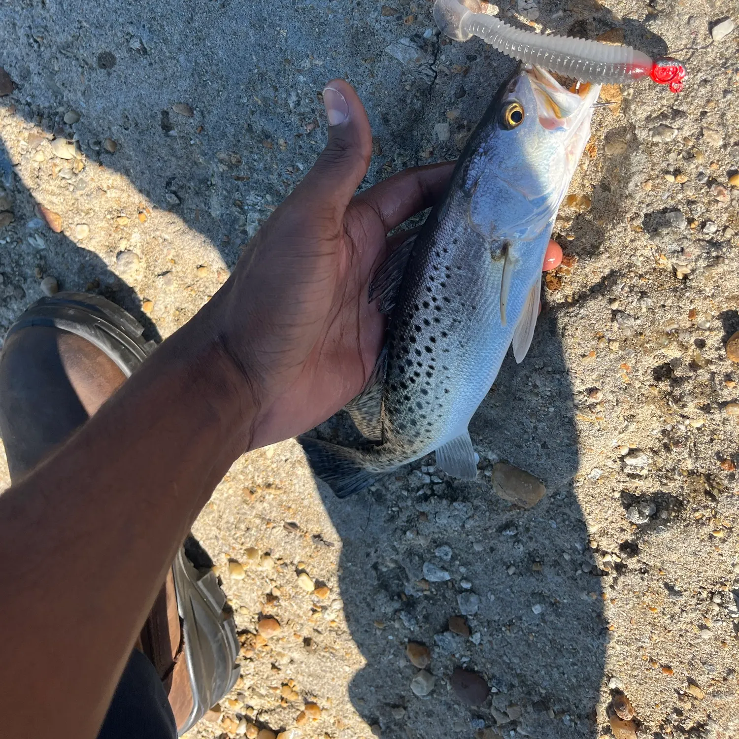 Spotted seatrout caught on Fishbrain