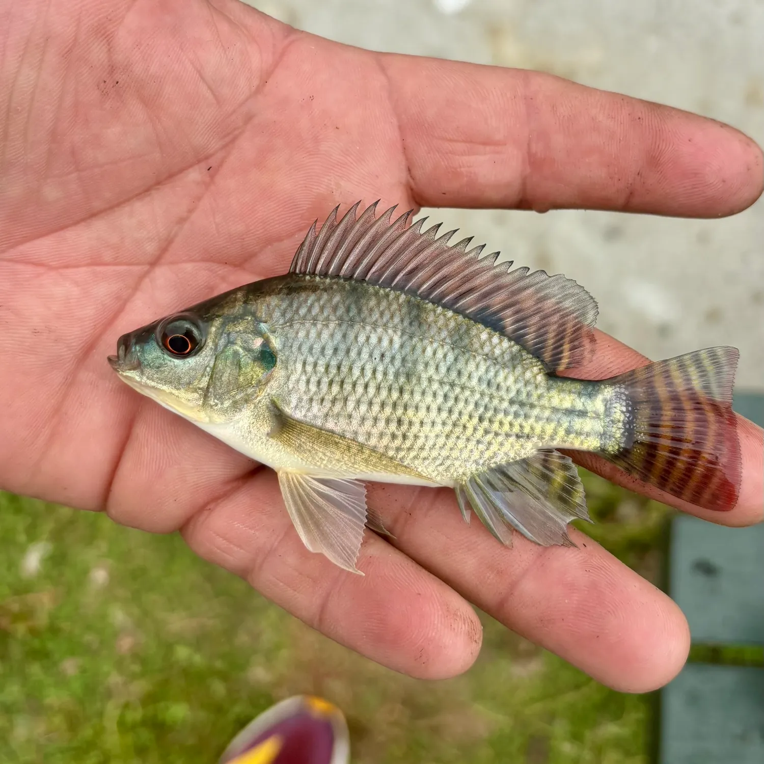 Nile tilapia caught on Fishbrain