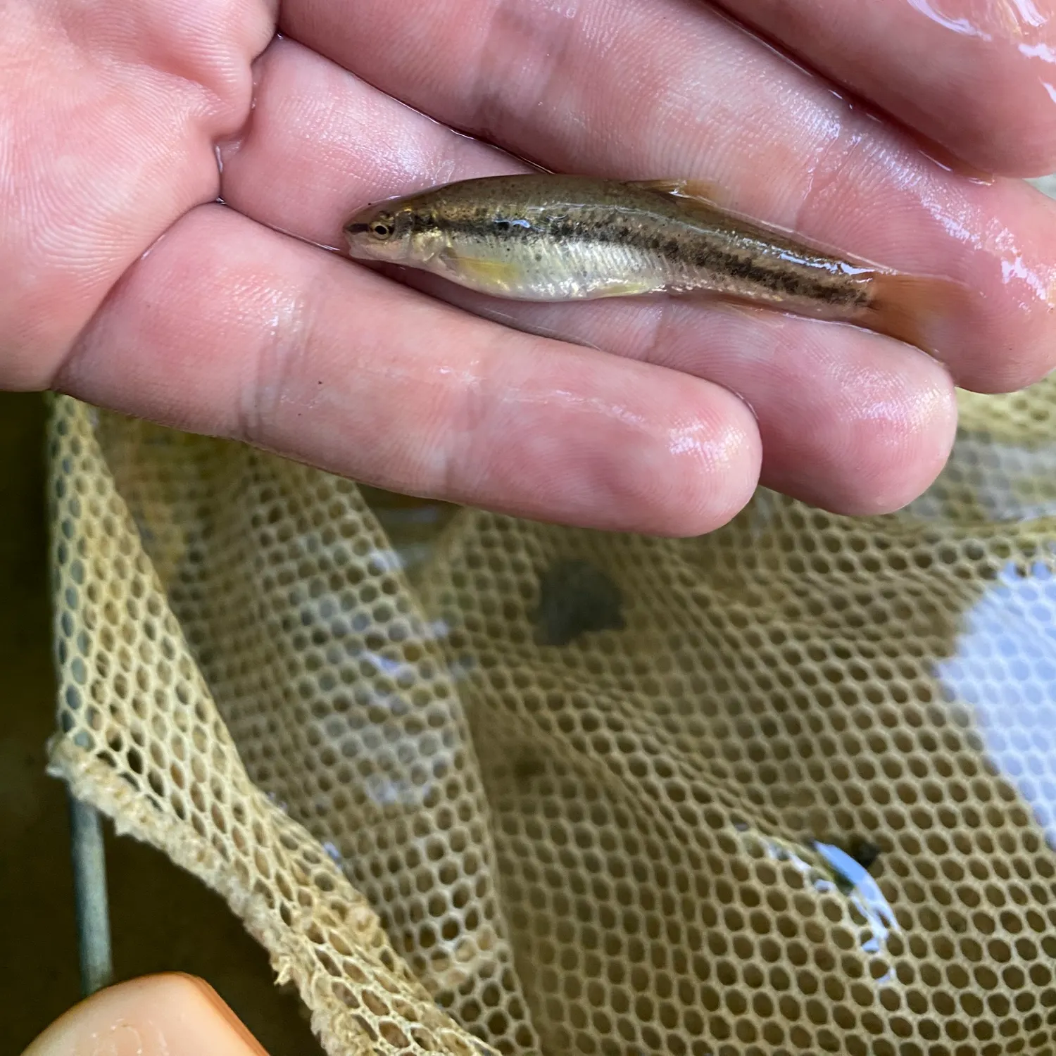 The most recent Western blacknose dace catches on Fishbrain