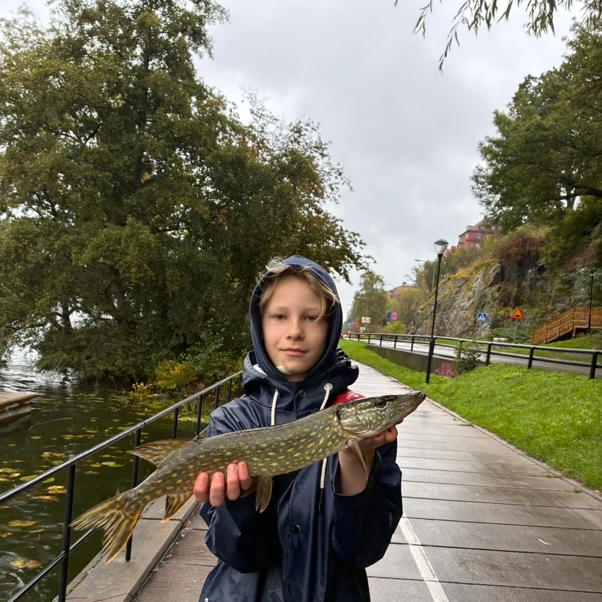 Northern pike caught on Fishbrain