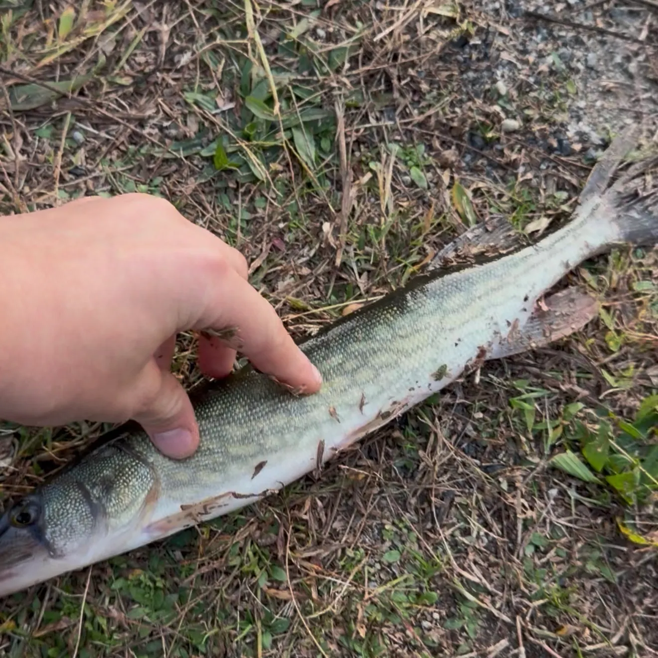Chain pickerel caught on Fishbrain