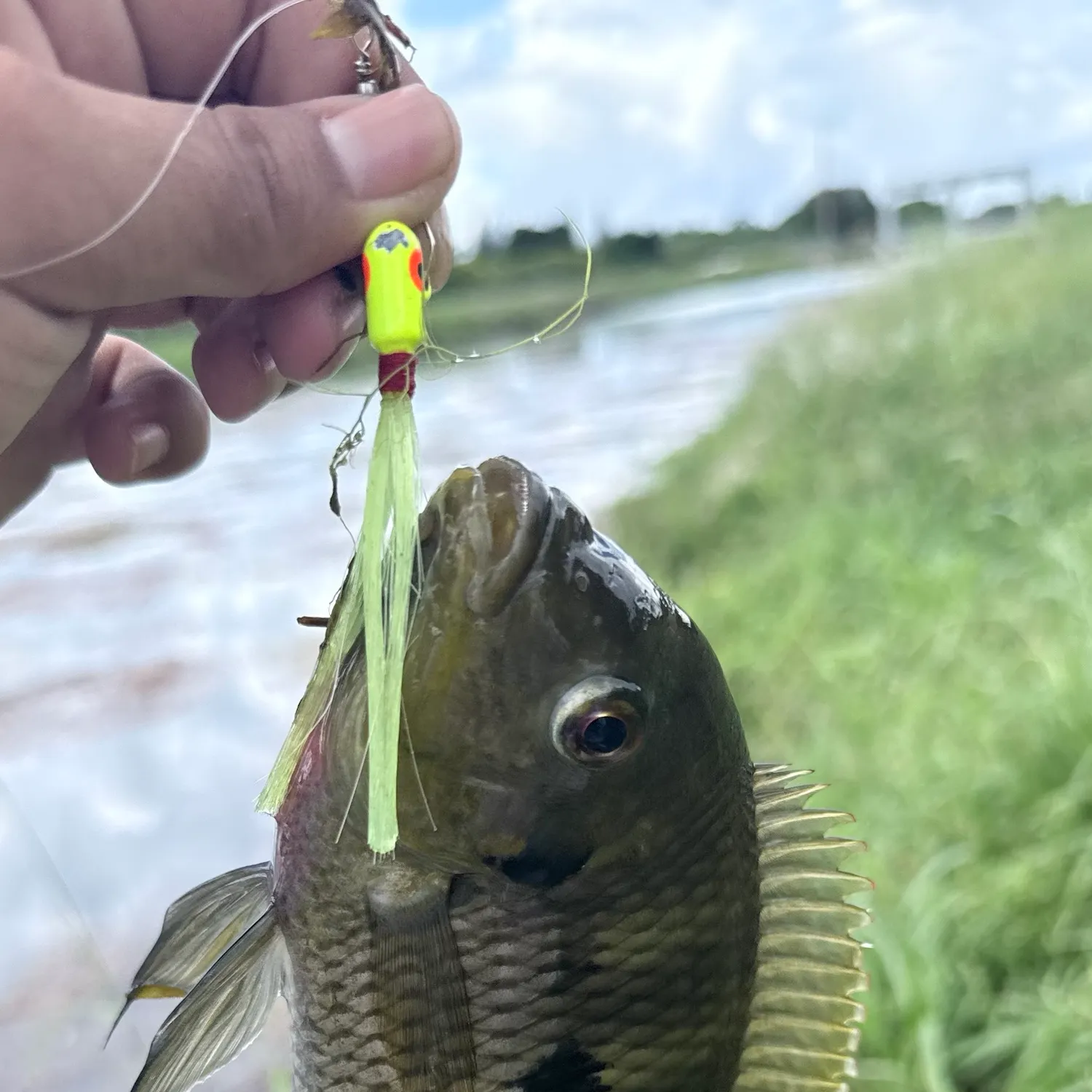 Spotted tilapia caught on Fishbrain