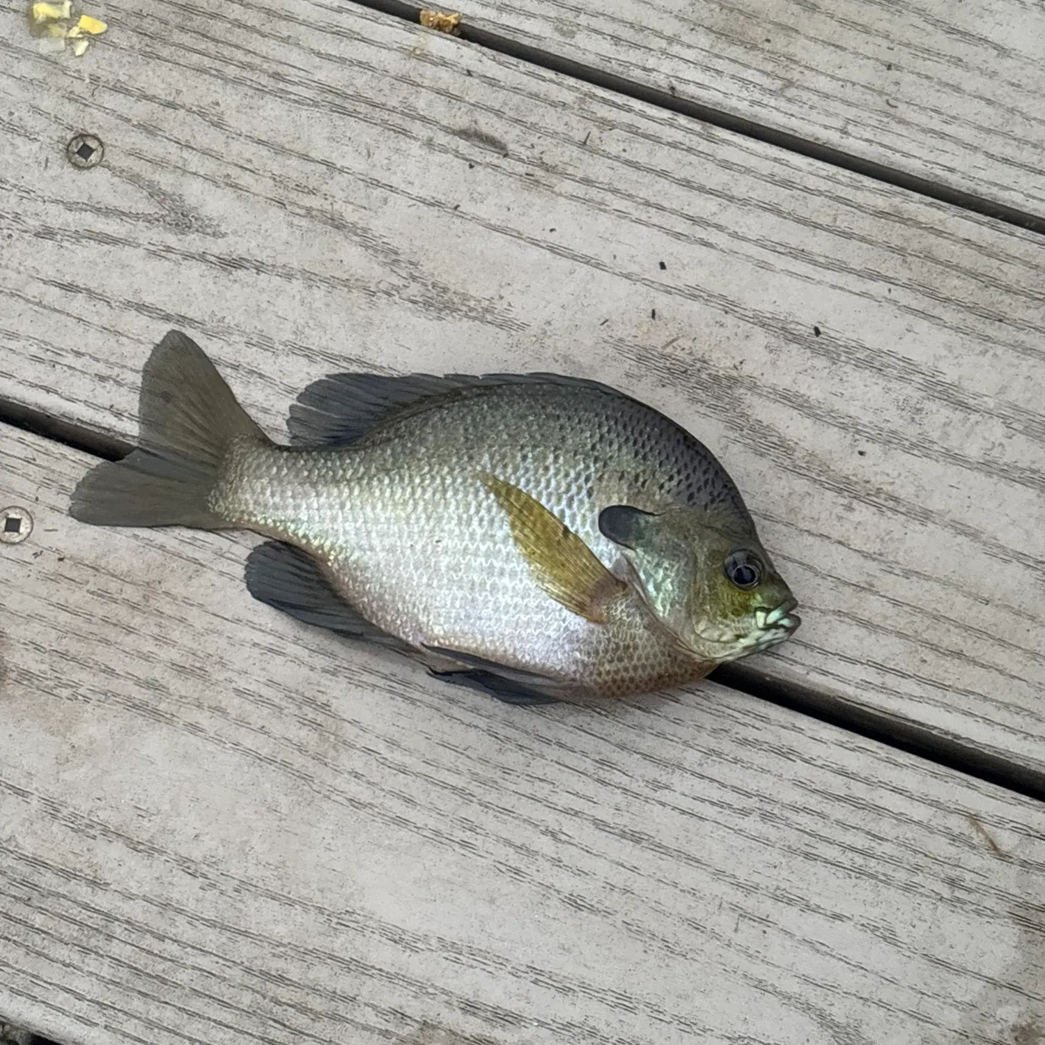 Bluegill caught on Fishbrain