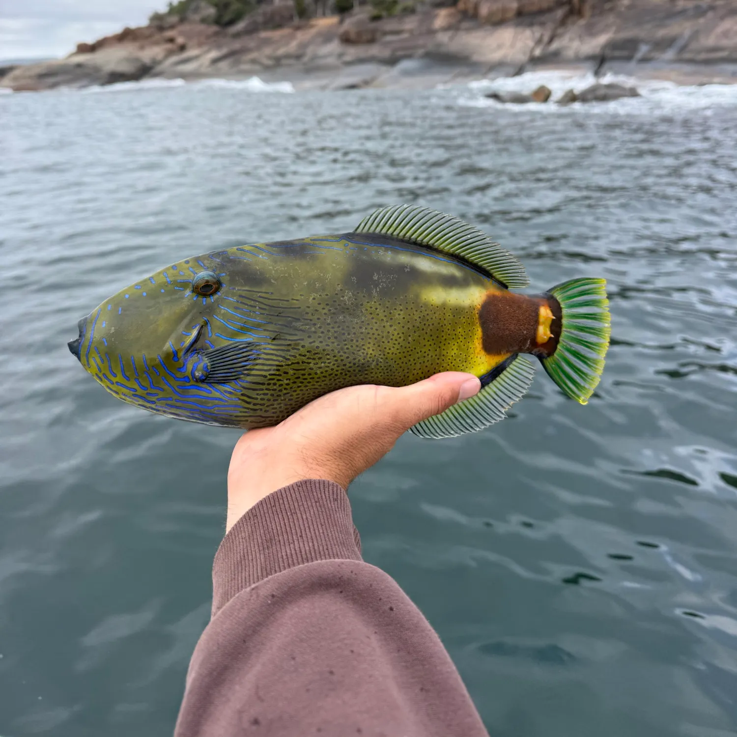 Six-spined leatherjacket caught on Fishbrain
